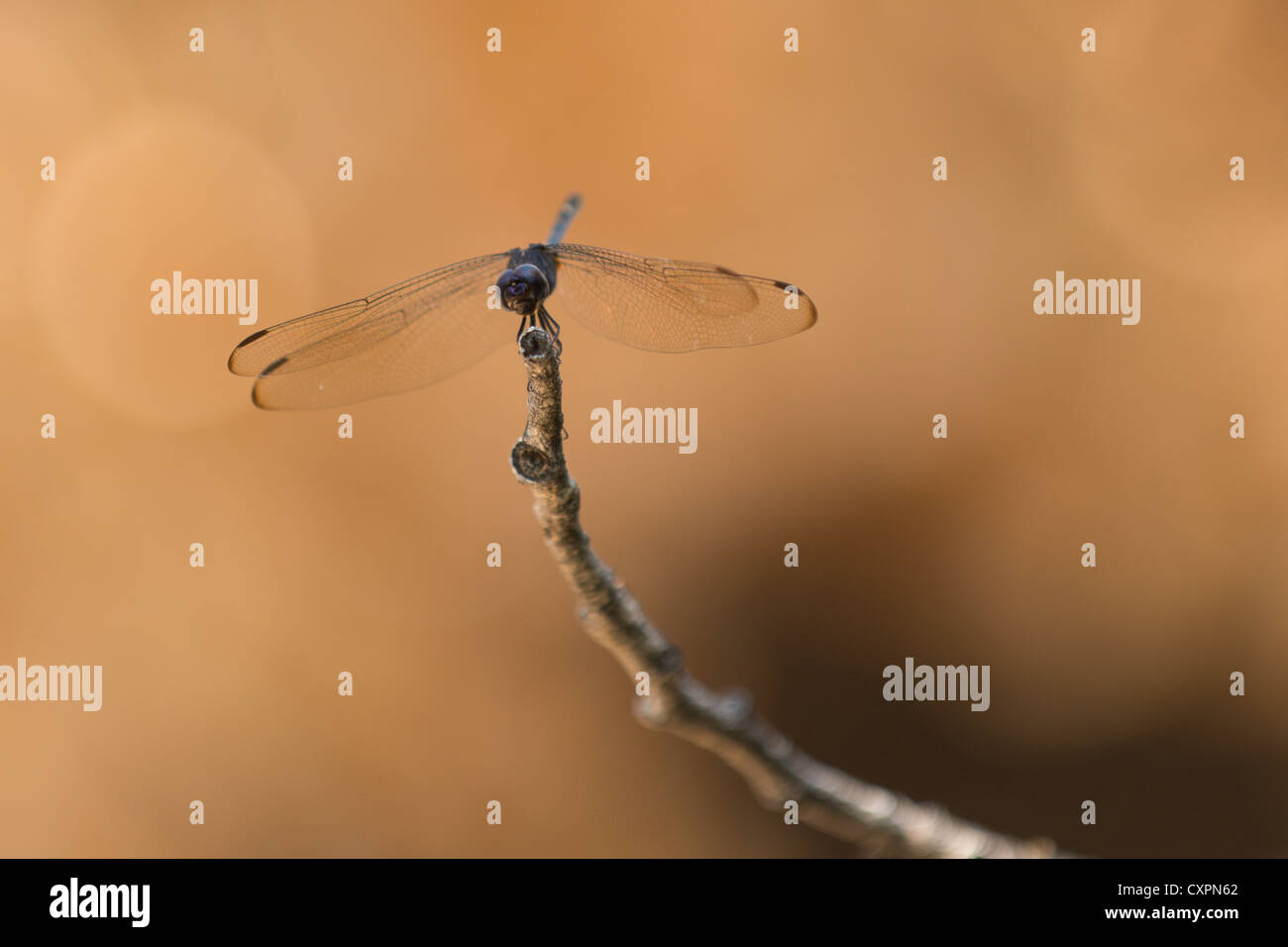 Libellule on twig, Big Bend National Park, Texas. Banque D'Images