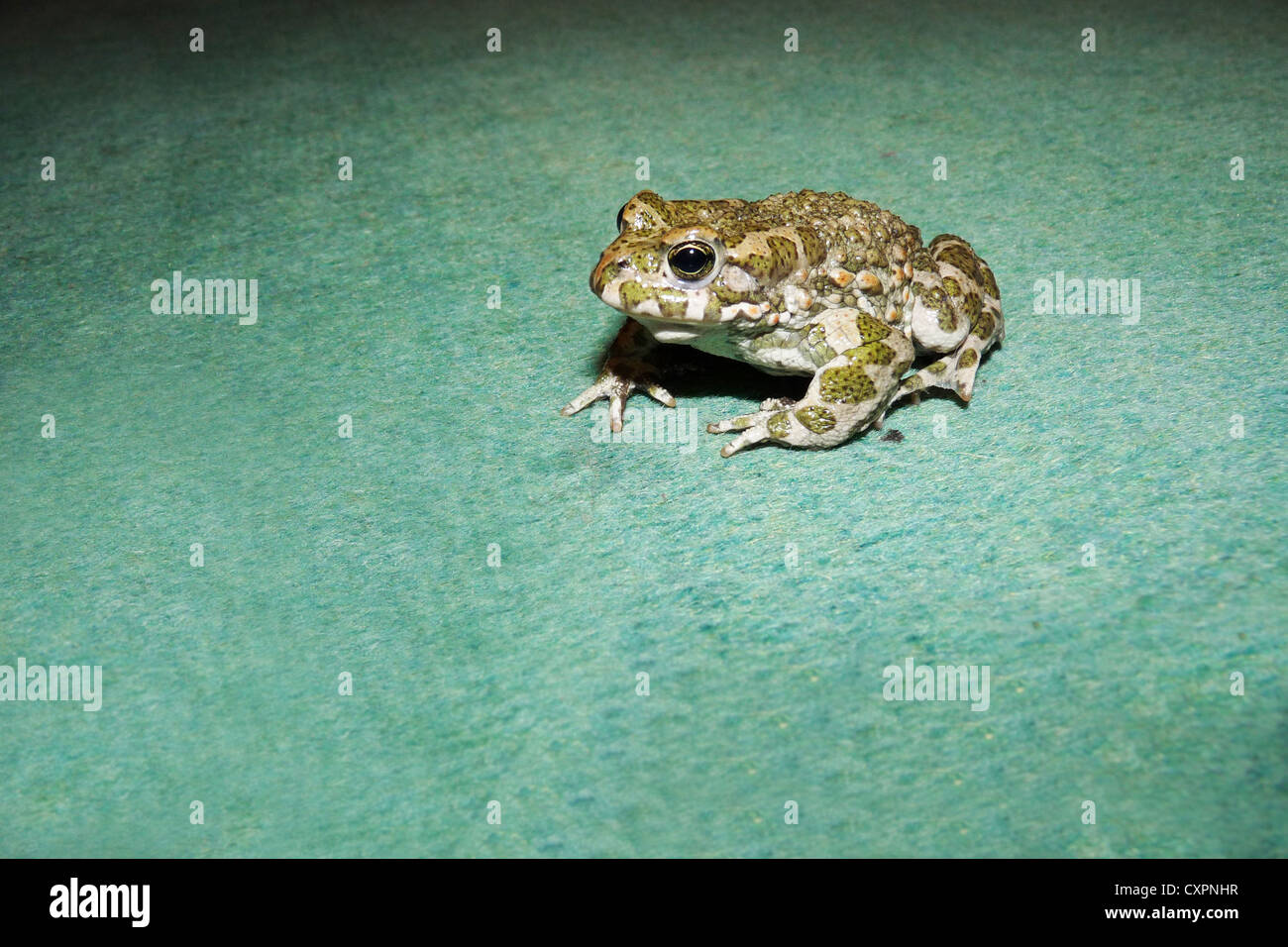 Anoures, hoptoad,grenouille, crapaud, animal, reptile, vert, Flore et faune, pattes, prédateur, Banque D'Images