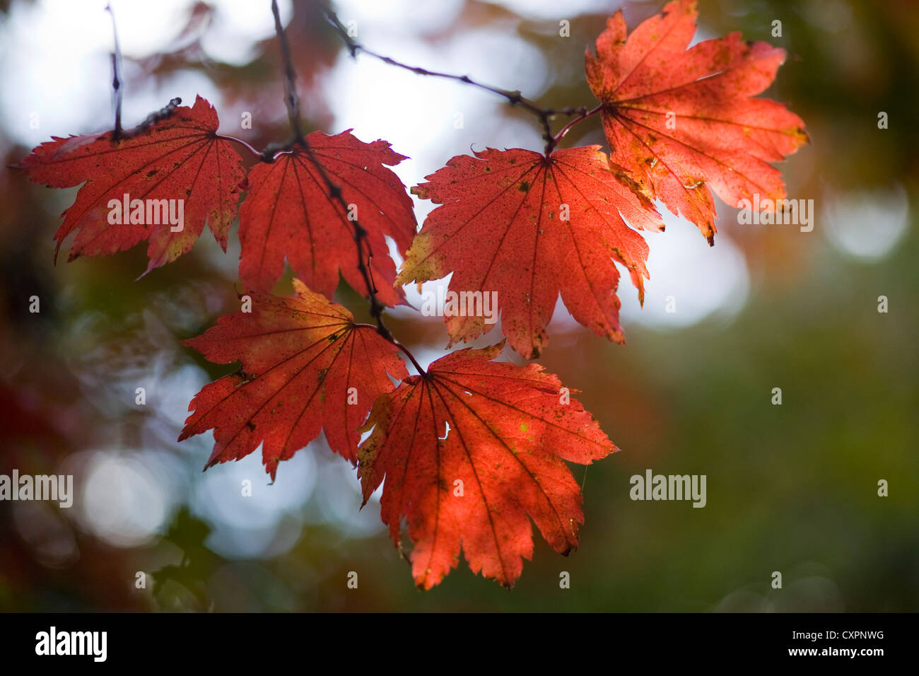 Pleine lune Maple Acer japonicum quitte Banque D'Images