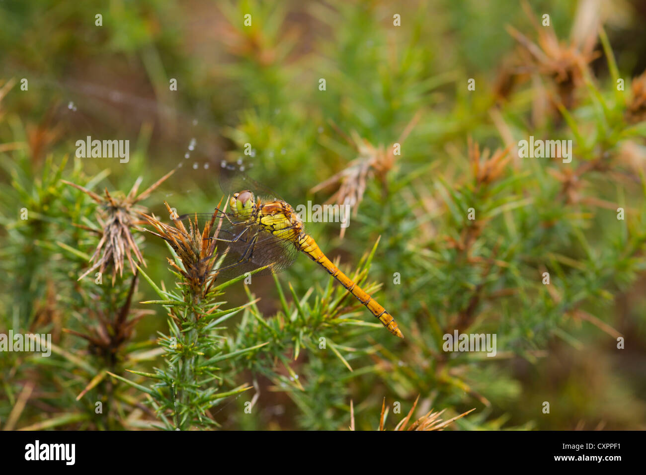 Sympetrum striolatum vert (commune) Banque D'Images