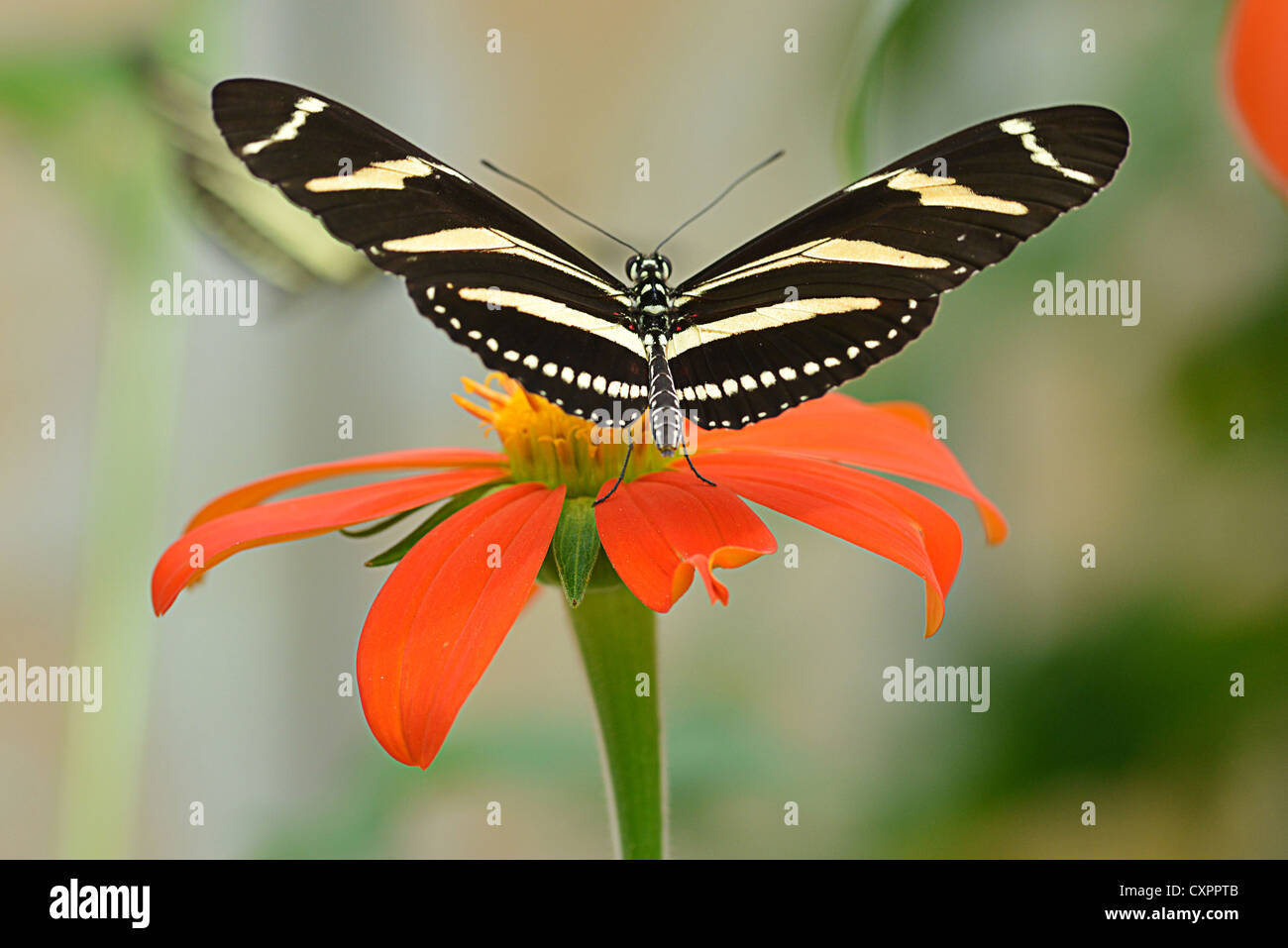 Beau papillon sur l'usine et/ou orange flower Banque D'Images