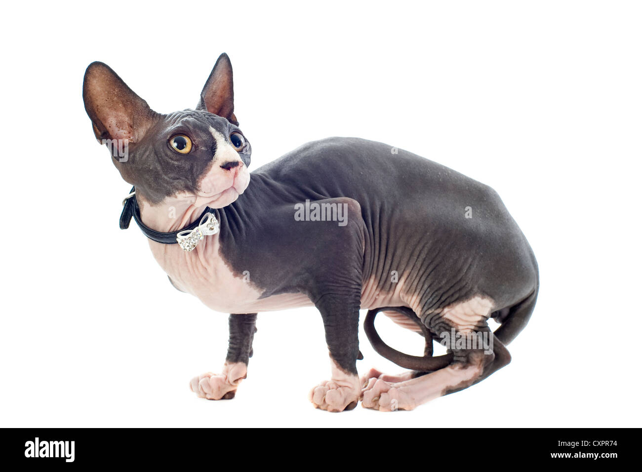 Beau Chat De Race Sphynx In Front Of White Background Photo Stock Alamy