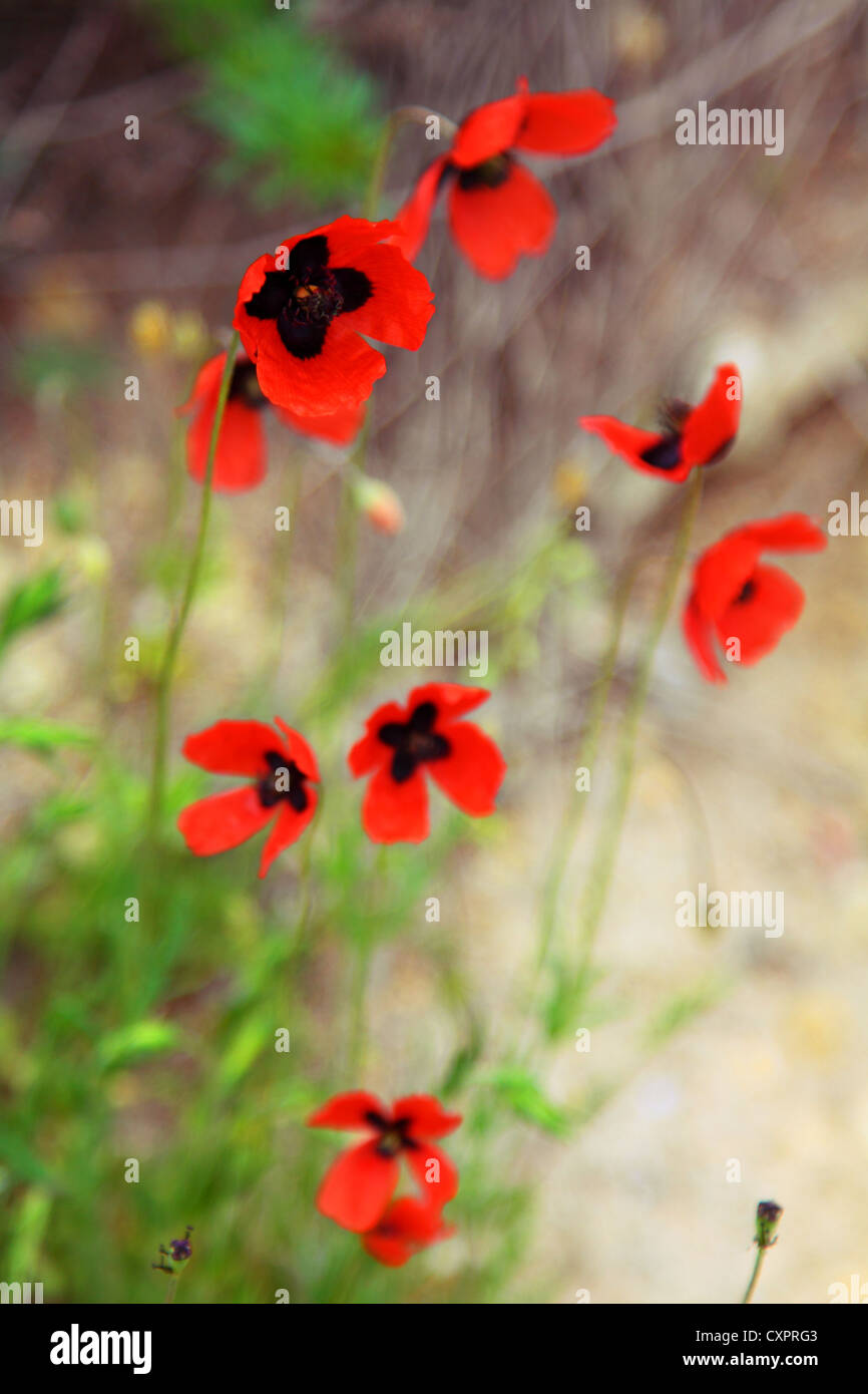 Coquelicots au printemps l'herbe. Profondeur de champ. Banque D'Images