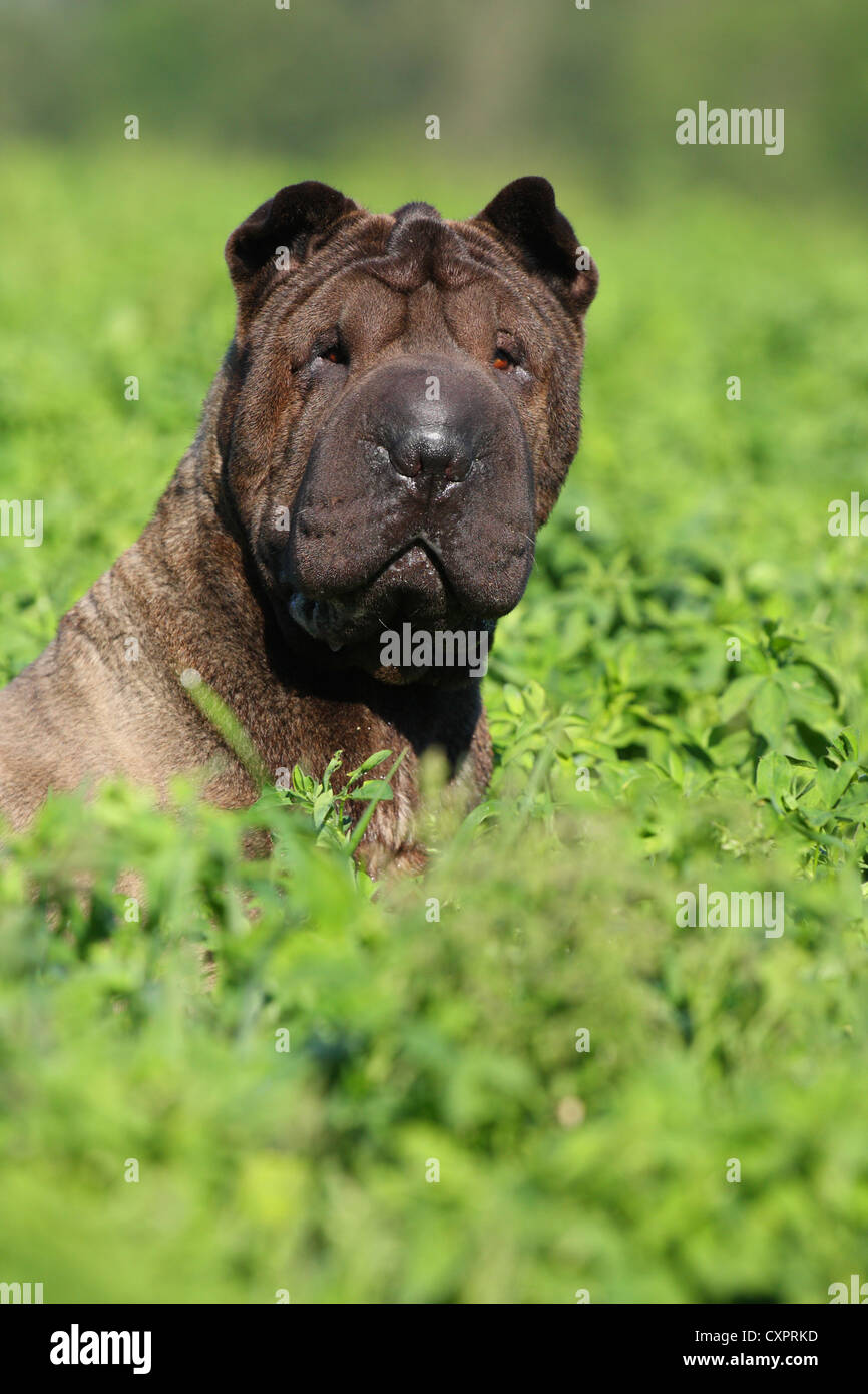 Shar Pei Portrait Banque D'Images