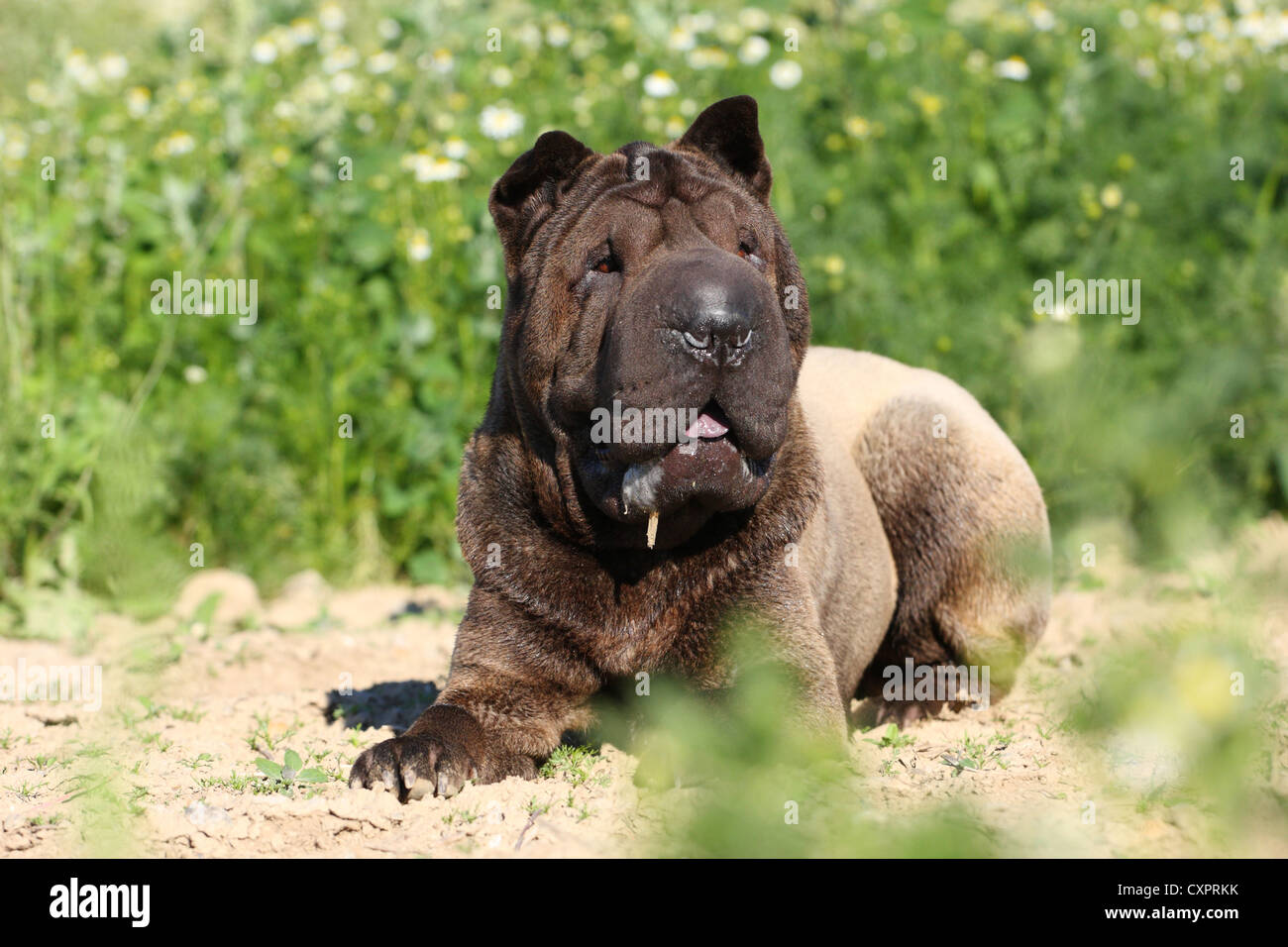 couché de Shar Pei Banque D'Images