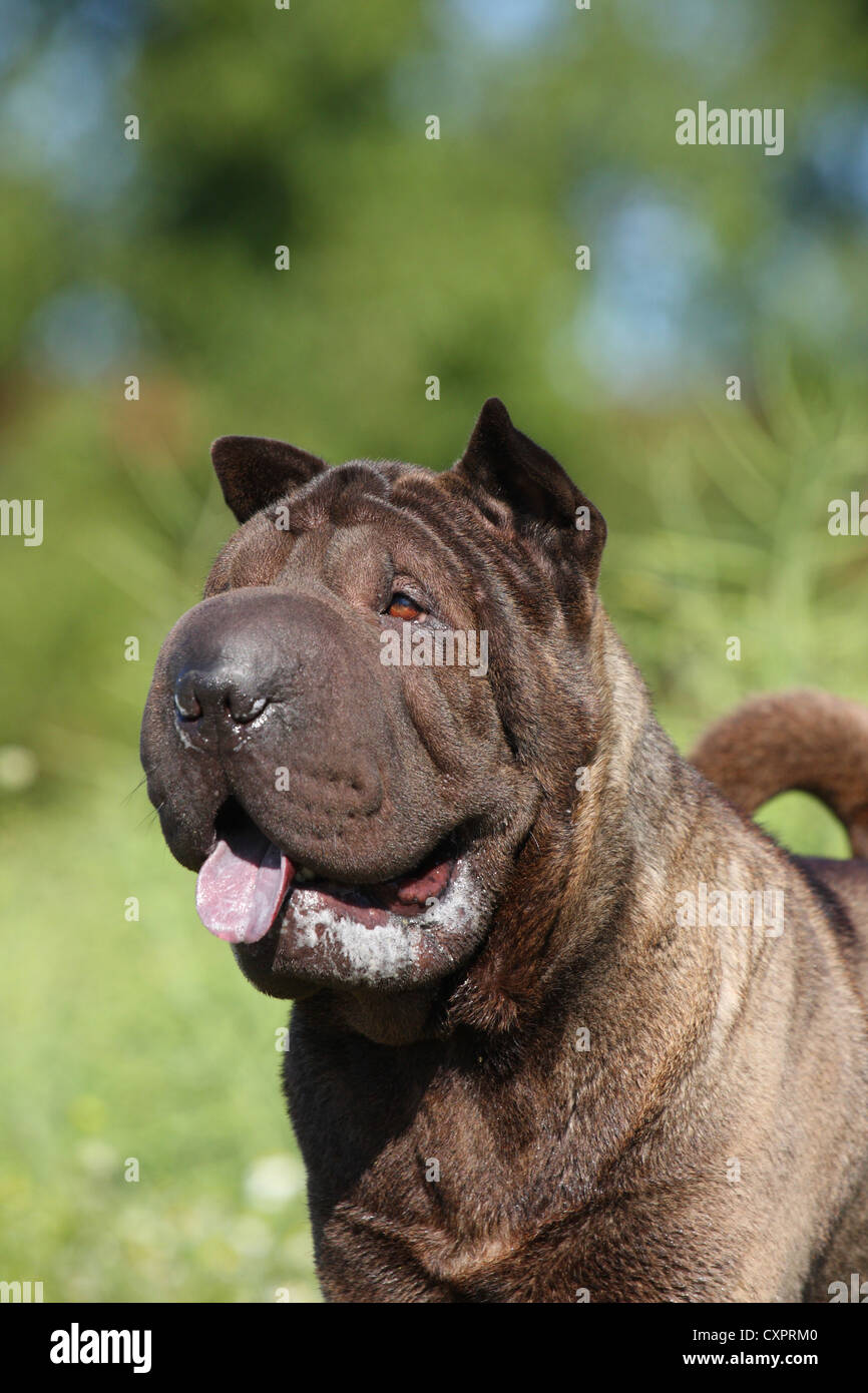 Shar Pei Portrait Banque D'Images