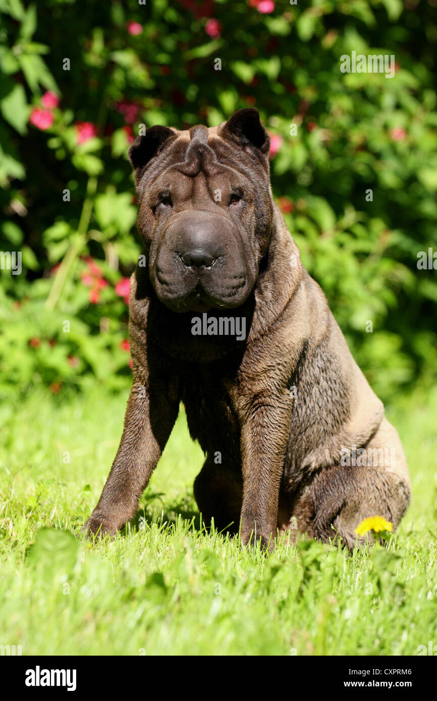 Assis Shar Pei Banque D'Images