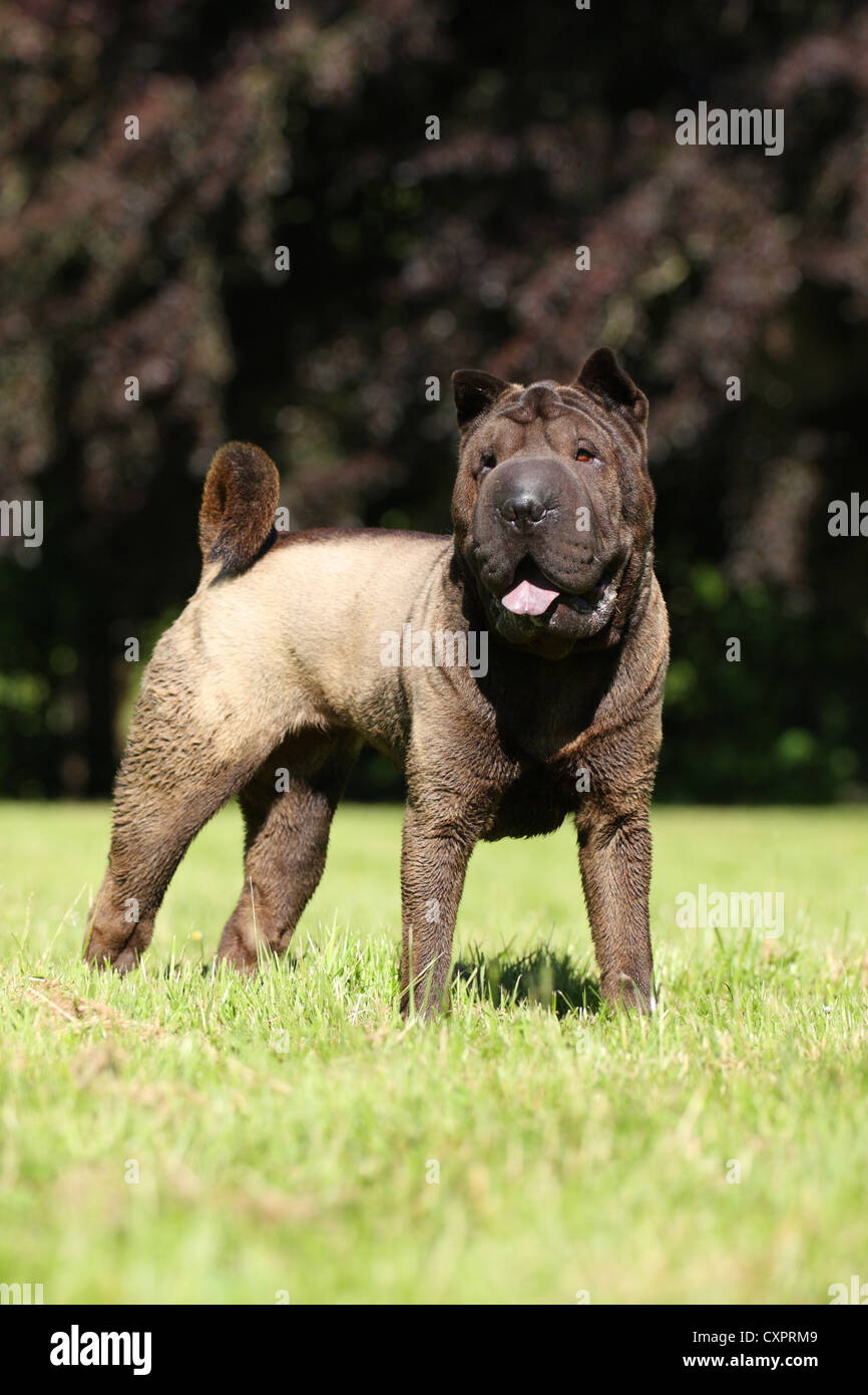 Shar Pei Banque D'Images