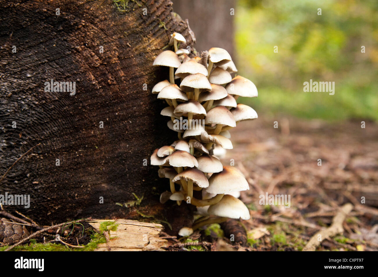Teneur en soufre ( champignons touffe Hypholoma fasciculare ), champignons poussant sur un tronc d'arbre dans des régions boisées tempérées, Suffolk, Angleterre, Royaume-Uni Banque D'Images