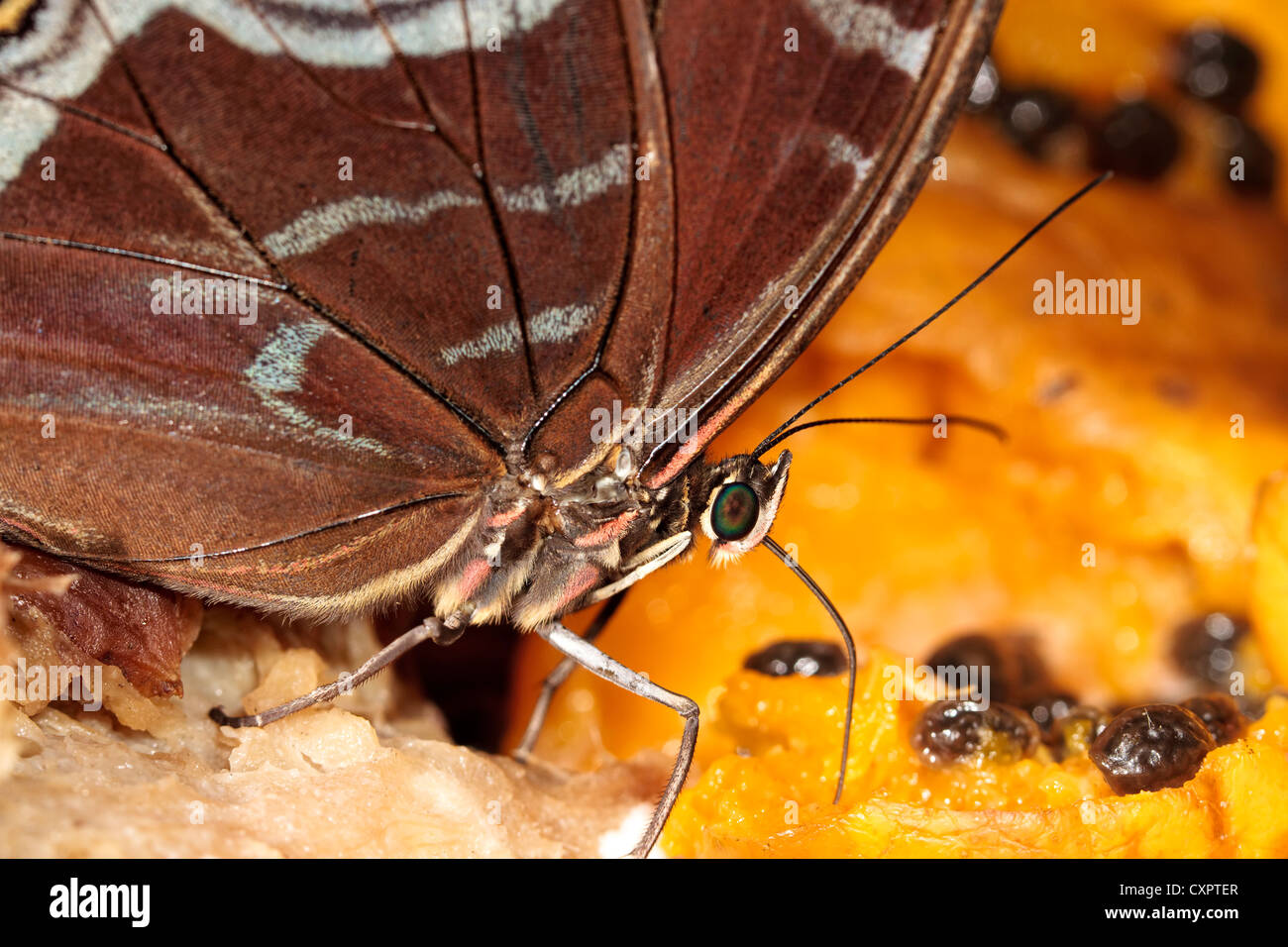 Blue Morpho Butterfly se nourrissant de fruits Banque D'Images