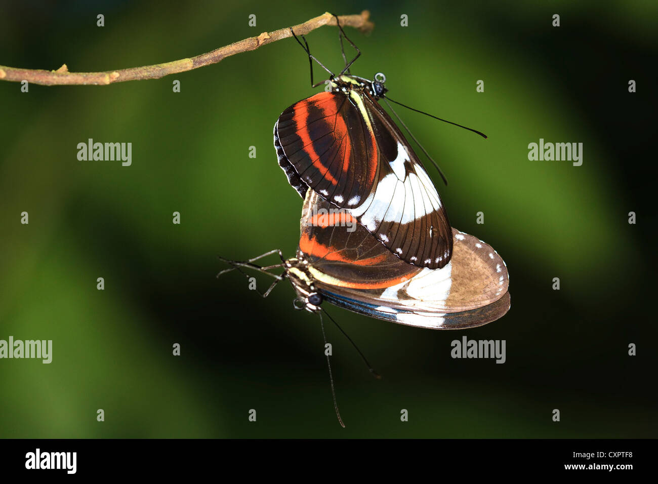 Cydno Longwing Butterfly Banque D'Images