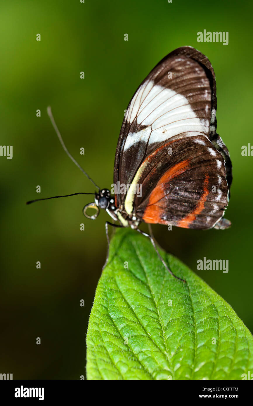Cydno Longwing Butterfly Banque D'Images