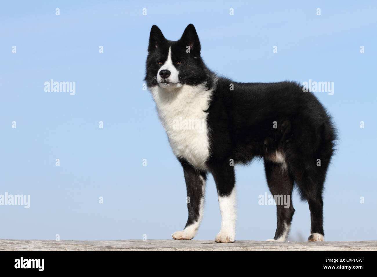 Chien Dours De Carélie Banque Dimages Photo Stock