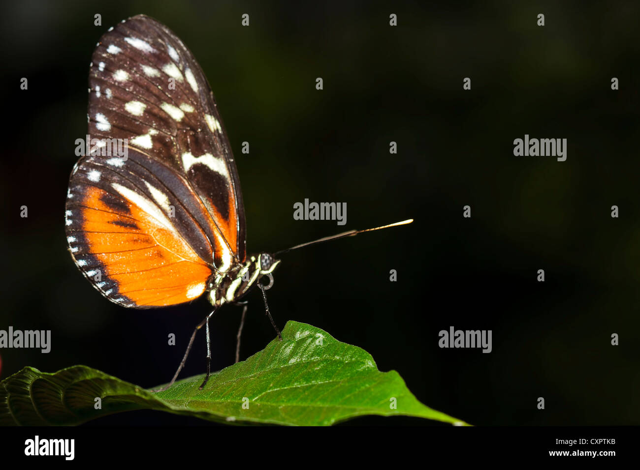 Tiger Longwing Butterfly Banque D'Images