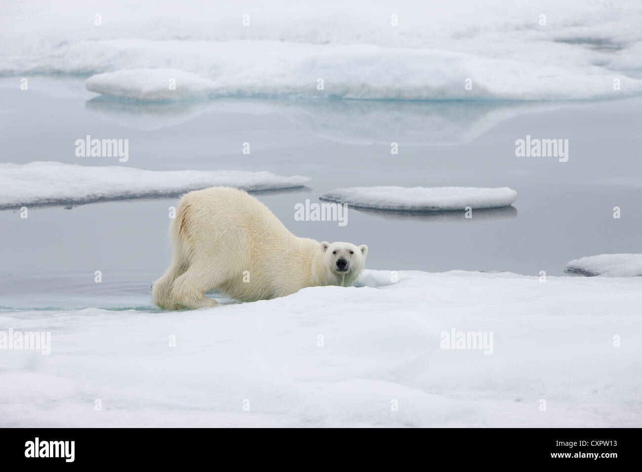 L'ours polaire sur la glace, Spitzberg, Norvège Banque D'Images