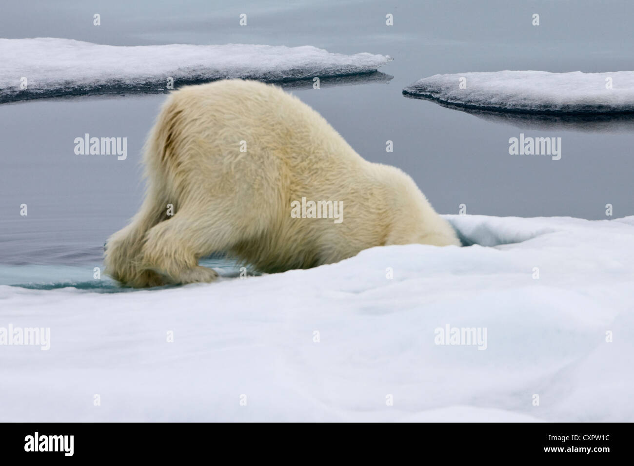 L'ours polaire sur la glace, Spitzberg, Norvège Banque D'Images