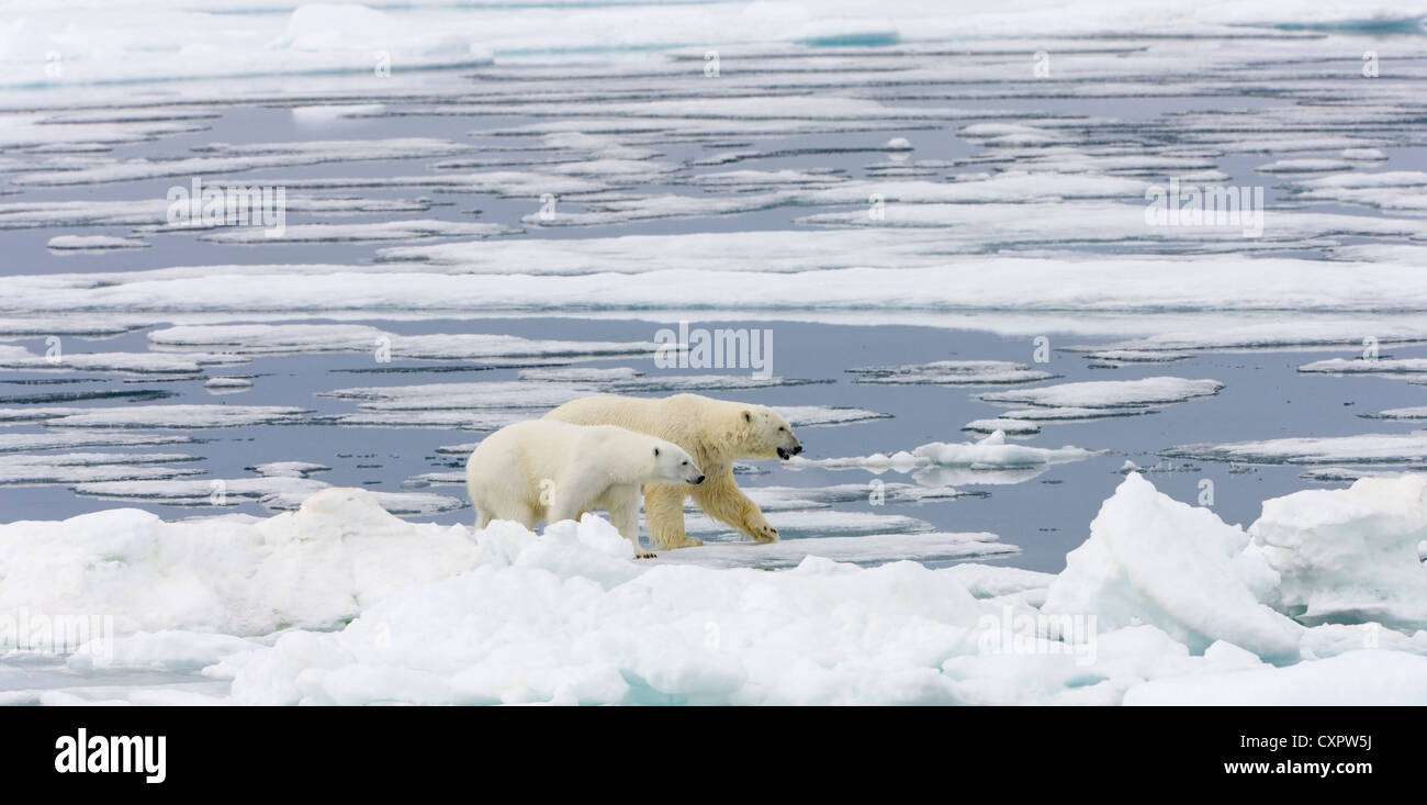 Deux ours polaires sur glaces, Spitzberg, Norvège Banque D'Images