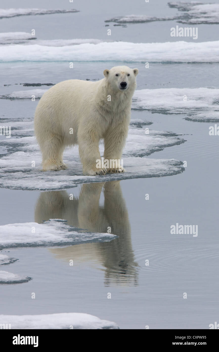 L'ours polaire sur la glace, Spitzberg, Norvège Banque D'Images