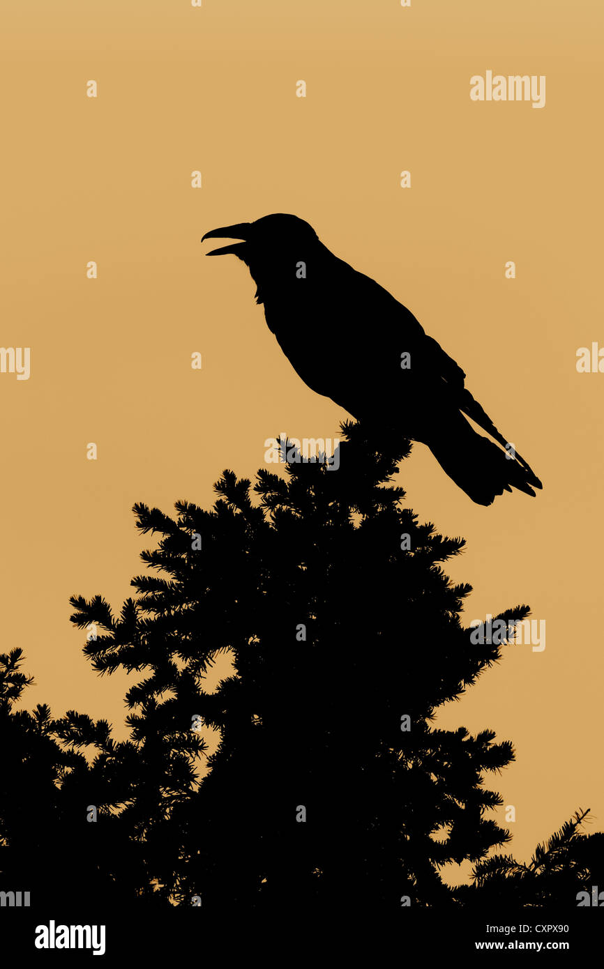 Oiseau de Corbeau commun songbird corvid à la silhouette verticale de coucher de soleil Banque D'Images