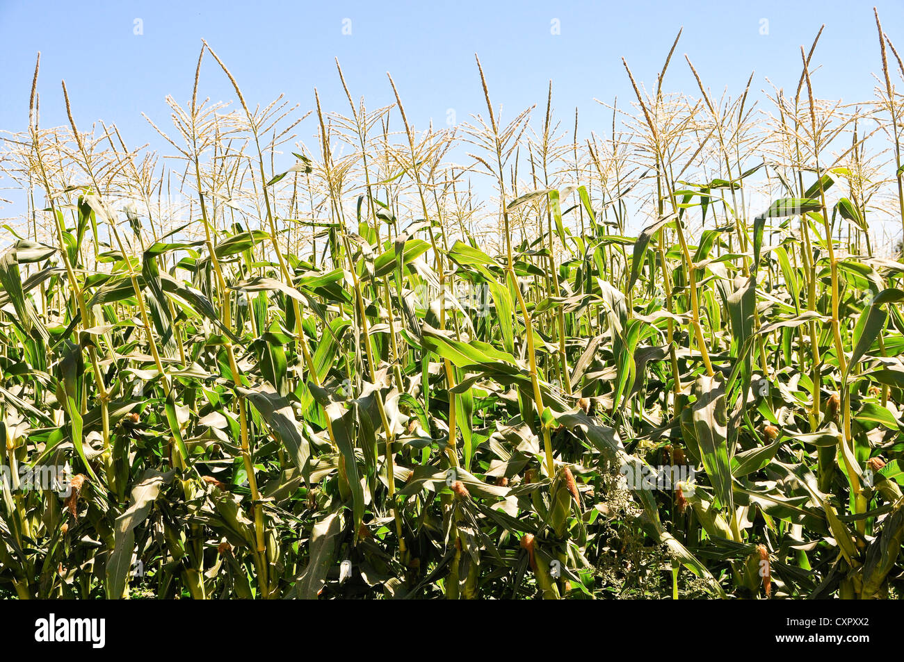 Le maïs doux Growing in Field Banque D'Images