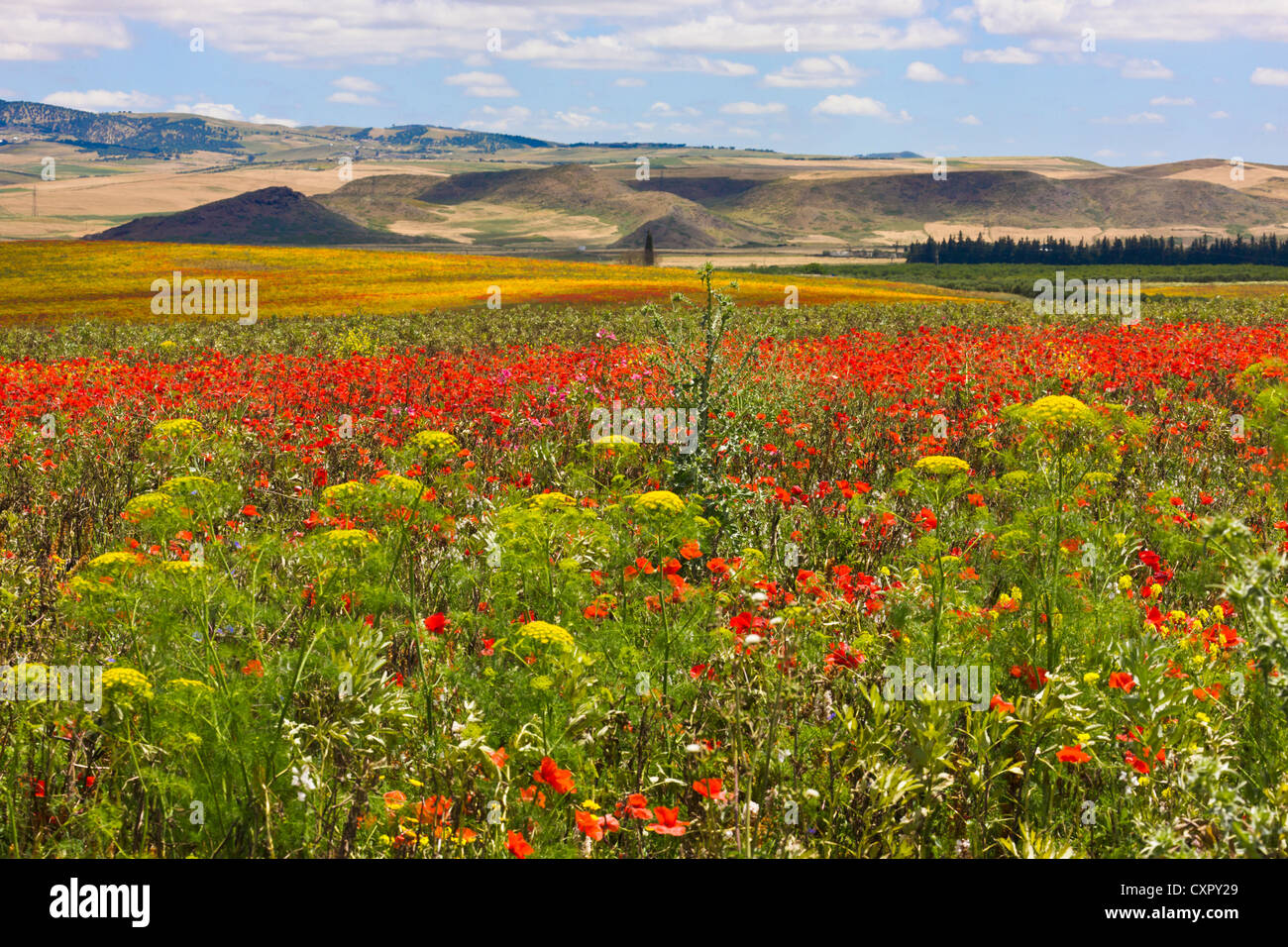 Poppy et fleurs sauvages dans les montagnes Riff, Maroc Banque D'Images