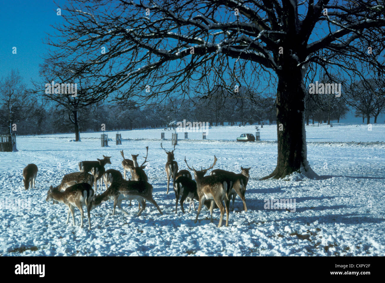 Cerf royal dans la neige de Noël, Richmond Park, Surrey, Grand Londres Banque D'Images