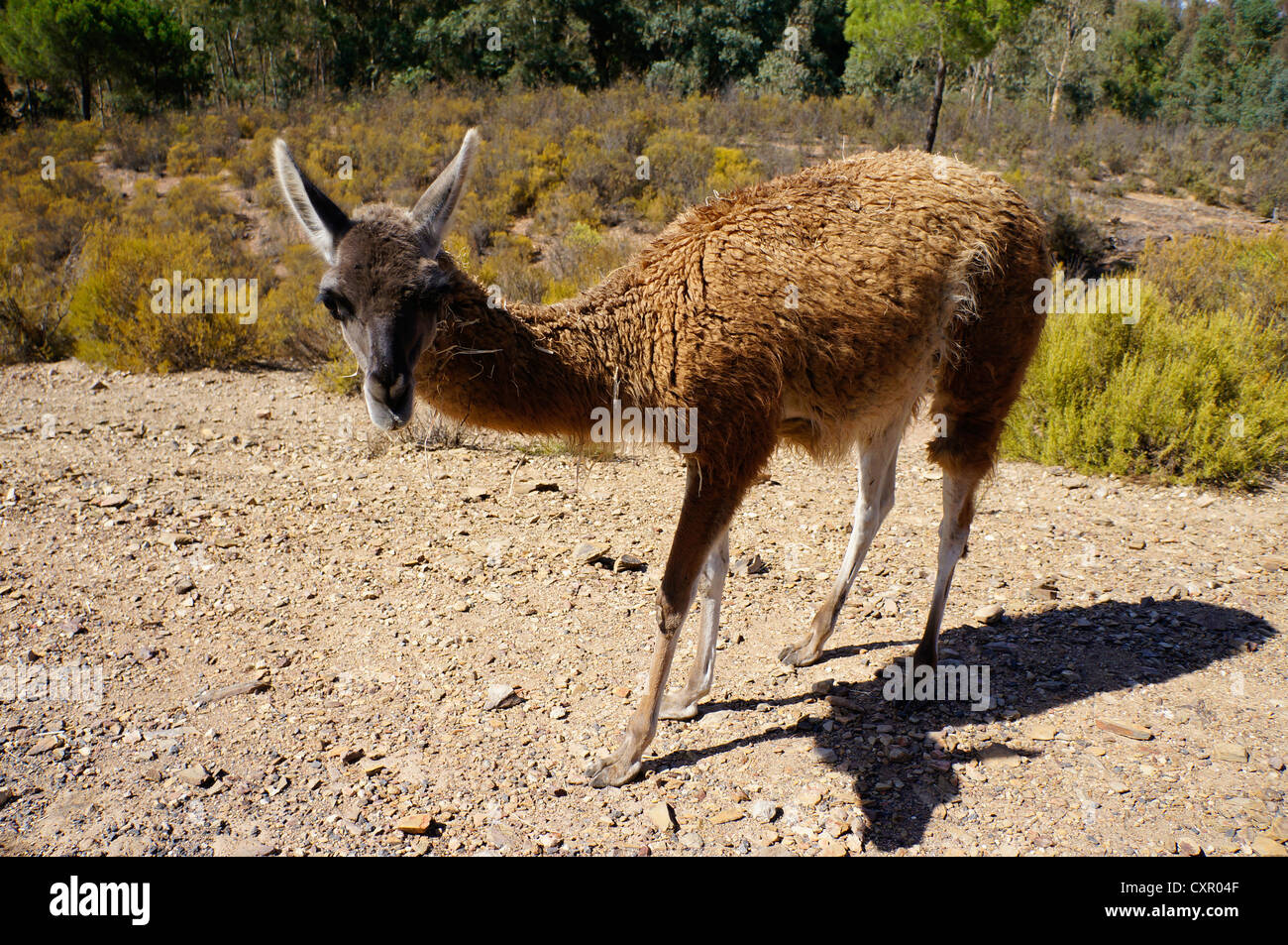 Guanaco (Lama guanicoe) debout sur le sol à la Reserva Sevilla El Castillo de las Guardas le parc safari, l'Andalousie. Banque D'Images Guanaco (Lama guanicoe) debout sur le sol à la Reserva Sevilla El Castillo de las Guardas le parc safari, l'Andalousie. Banque D'Images