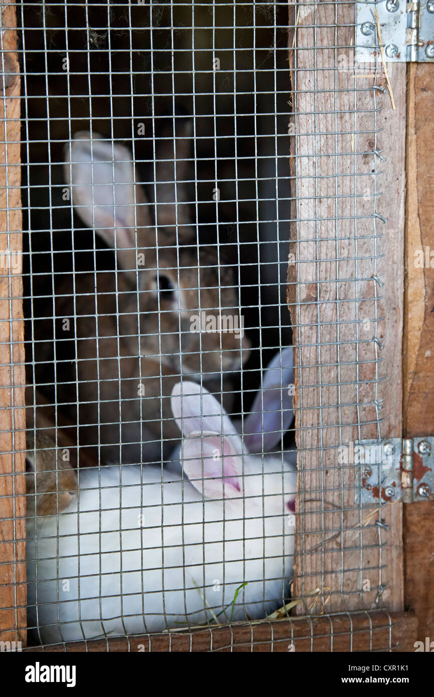 Les lapins produites comme l'élevage sur la huche pour être utilisés dans la consommation humaine. Banque D'Images