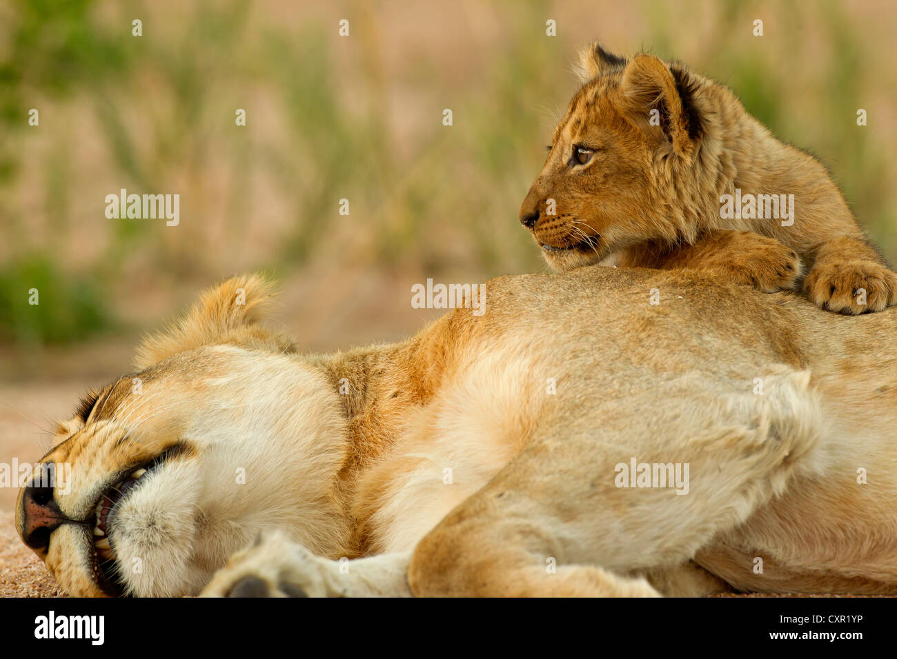Un jeune lion regardant dehors alors que sa mère dort dans un lit de rivière à sec dans le Parc National Kruger, Afrique du Sud Banque D'Images