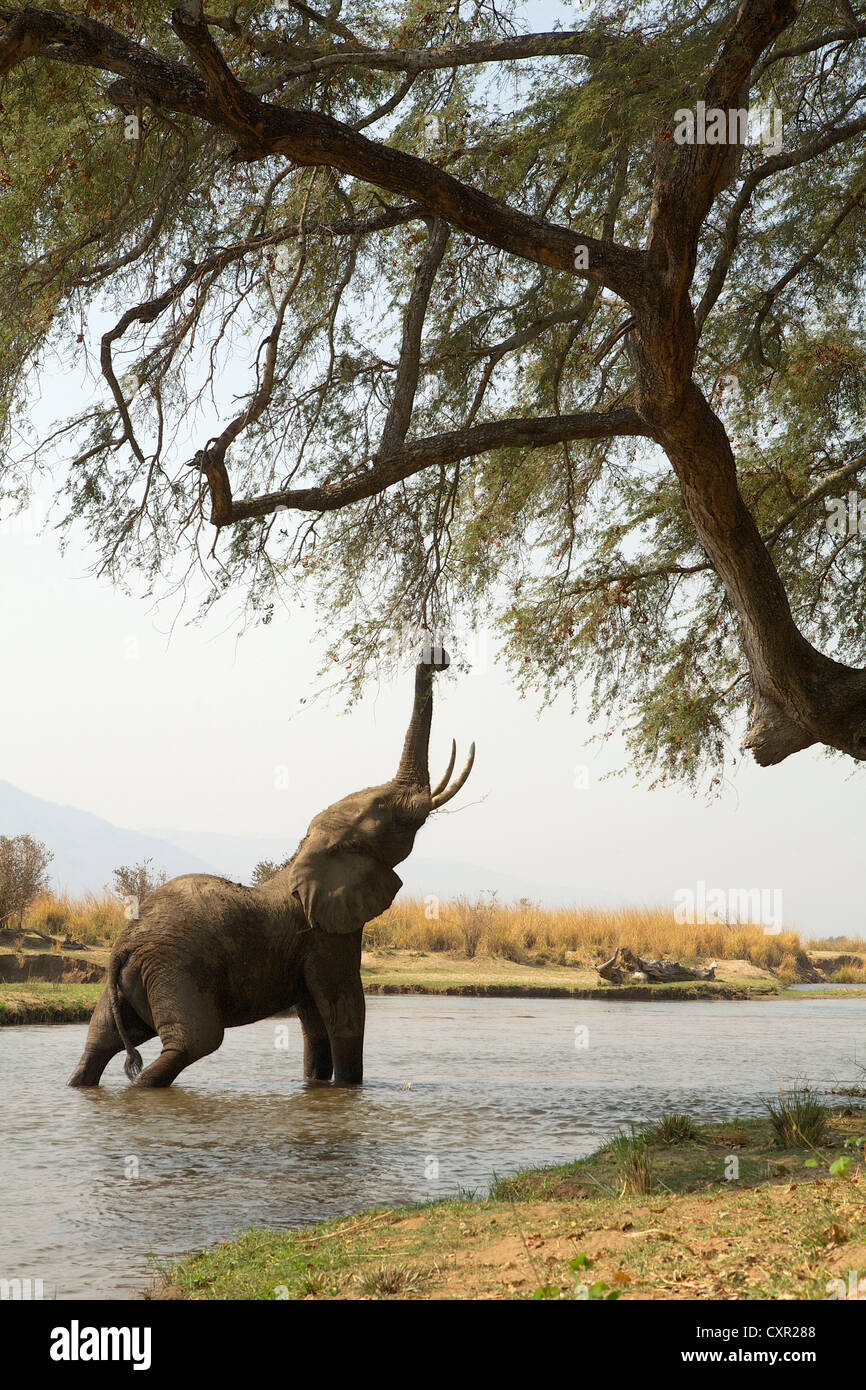 Les juvéniles atteignent jusqu'à l'éléphant d'arbre tandis qu'en fleuve Zambèze, Mana Pools, Zimbabwe Banque D'Images