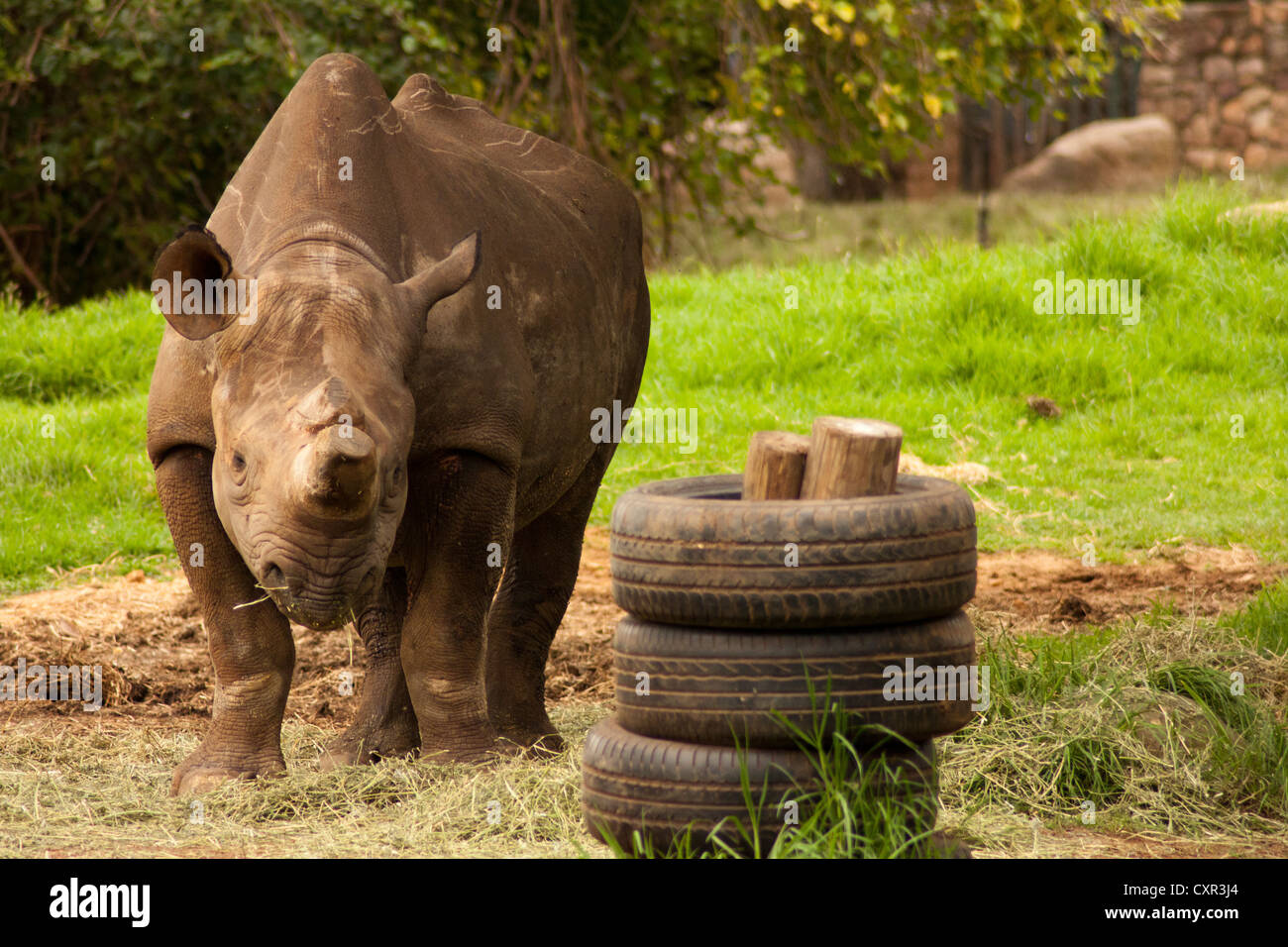 Un rhinocéros noir (Diceros bicornis) dans la région de Johannesburg Zoo avec pneus de jouet dans l'avant-plan et de l'herbe verte à l'arrière-plan. Banque D'Images