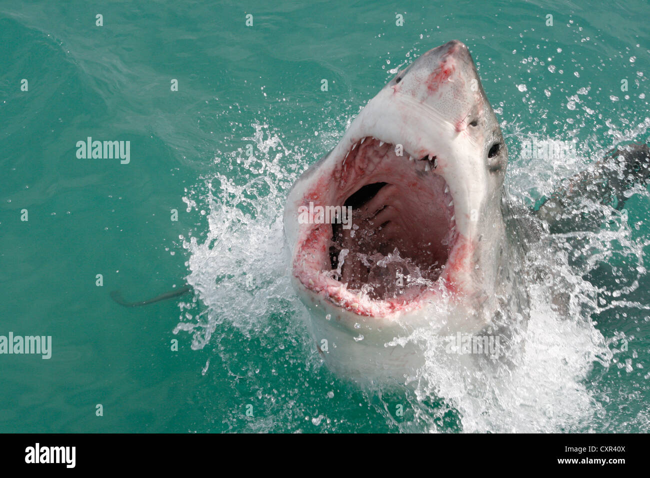 Grand requin blanc faisant une rupture partielle hors de l'eau en Italie, Western Cape, Afrique du Sud Banque D'Images