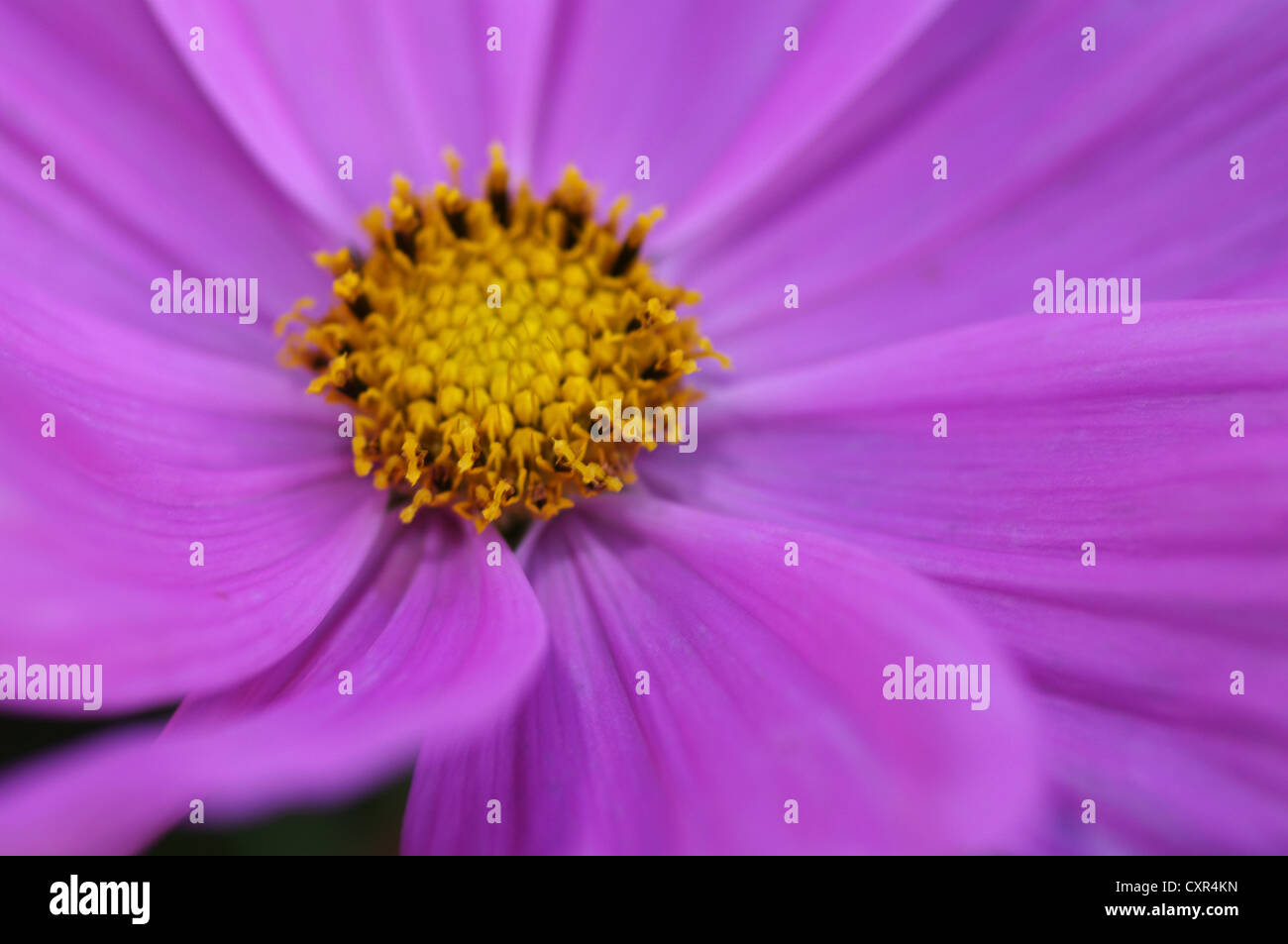 Cosmos rose fleur, Close up Banque D'Images
