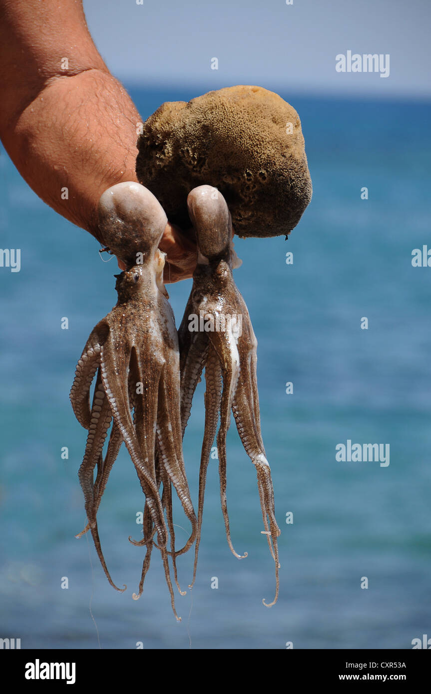 Calamars et une éponge naturelle fraîchement pêchés, Mer de Libye, Grèce, Europe Banque D'Images