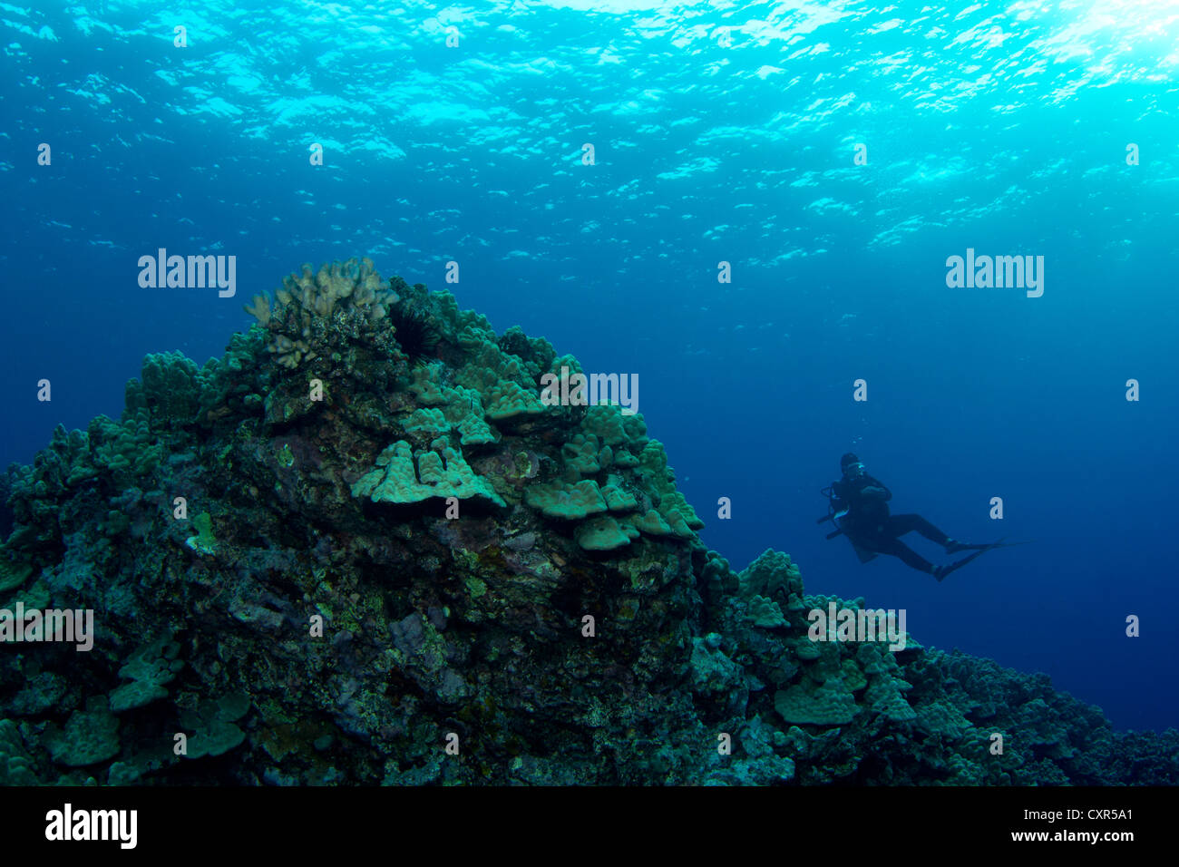 Un plongeur au récif, côte de Kailua-Kona, Big Island, Hawaii, USA Banque D'Images