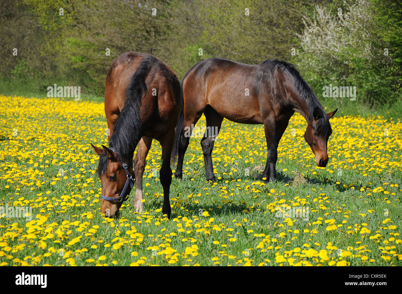 Deux chevaux pâturage sur un pissenlit prairie Banque D'Images