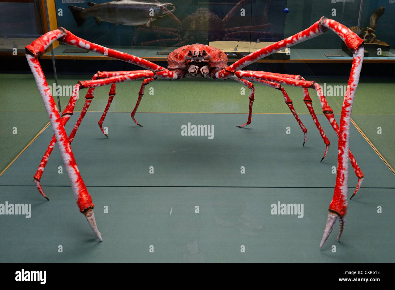 Crabe araignée du Japon (Macrocheira kaempferi), les conserves de spécimen dans une exposition à Meeresmuseum, Musée Océanographique, Banque D'Images