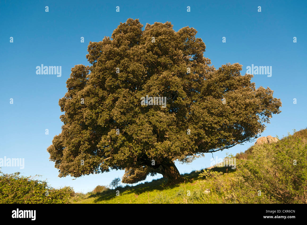 Chêne kermès (Quercus coccifera), région de pâturages de Badde Orca, Sardaigne, Italie, Europe Banque D'Images