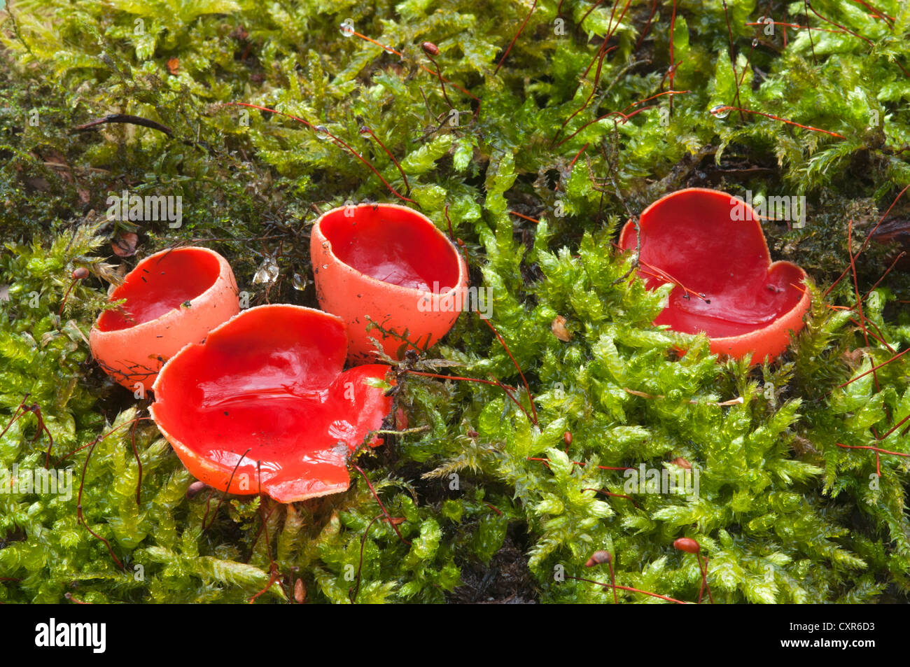 Scarlet Elf Cup ou coupe écarlate (Sarcoscypha coccinea), zone de conservation de Tratzberg, Stans, Tyrol, Autriche, Europe Banque D'Images