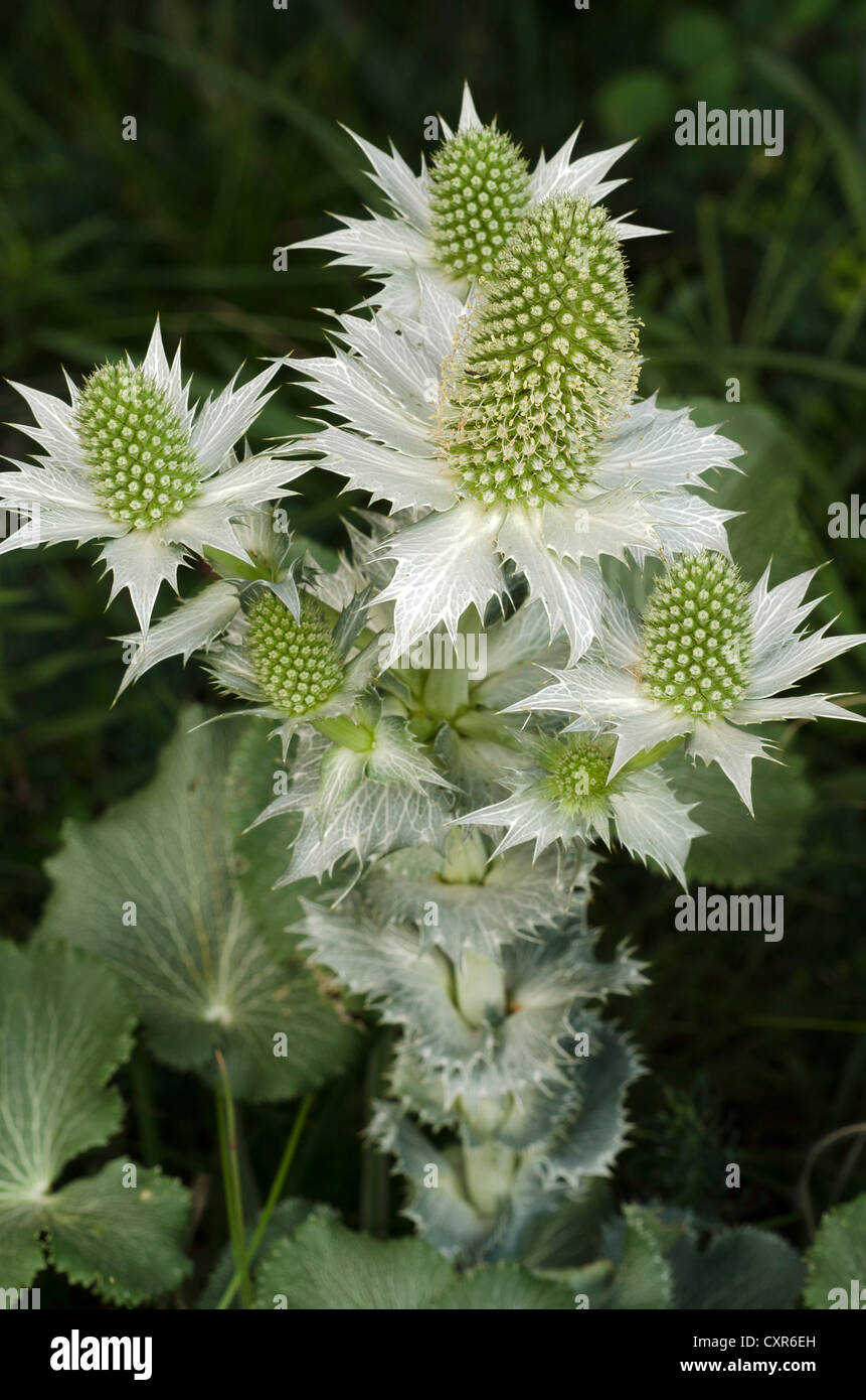 Holly-mer, eryngo (Eryngium), jardin variété, Perktoldsdorf, Autriche, Europe Banque D'Images