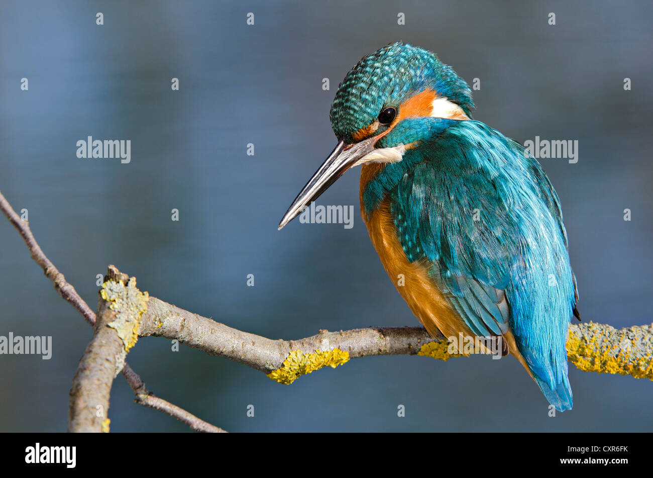 Kingfisher (Alcedo atthis), la zone de conservation du paysage Tratzberg, Tyrol, Autriche, Europe Banque D'Images