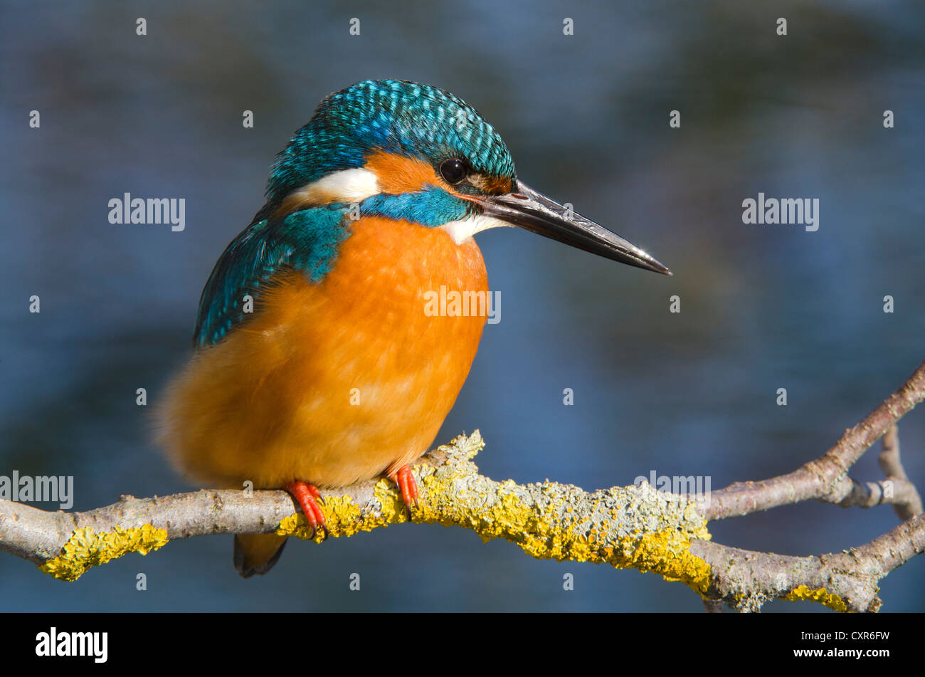 Kingfisher (Alcedo atthis), la zone de conservation du paysage Tratzberg, Tyrol, Autriche, Europe Banque D'Images