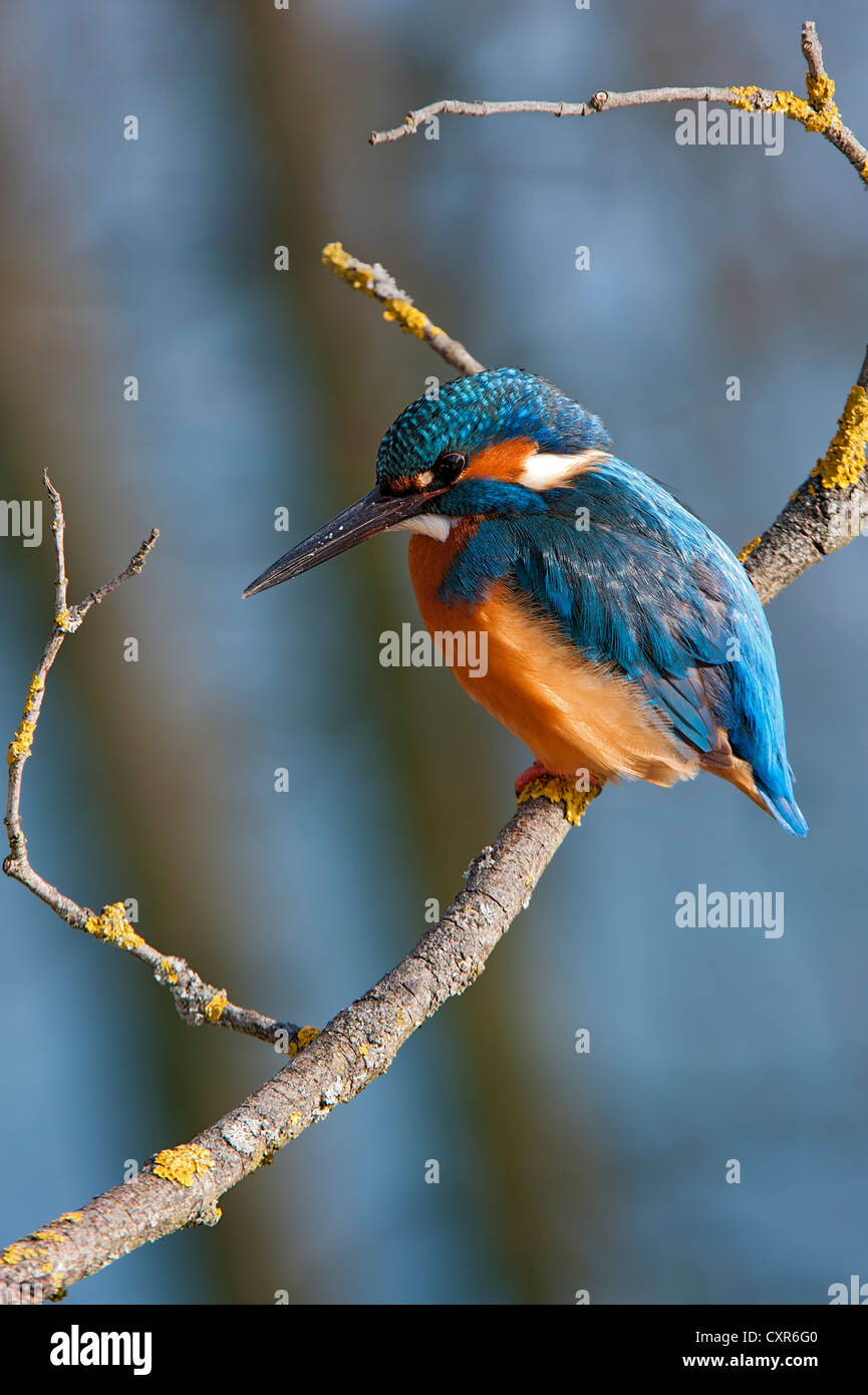 Kingfisher (Alcedo atthis), la zone de conservation du paysage Tratzberg, Tyrol, Autriche, Europe Banque D'Images