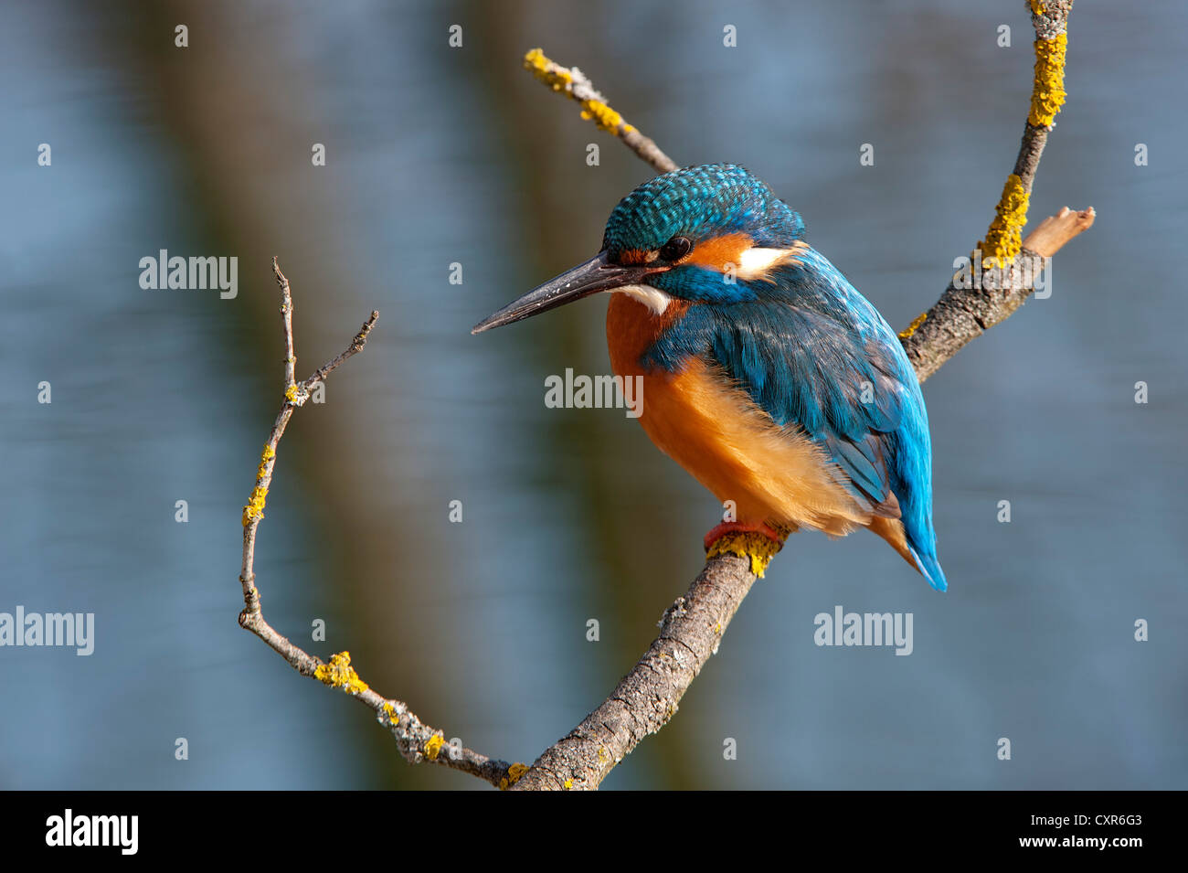 Kingfisher (Alcedo atthis), la zone de conservation du paysage Tratzberg, Tyrol, Autriche, Europe Banque D'Images