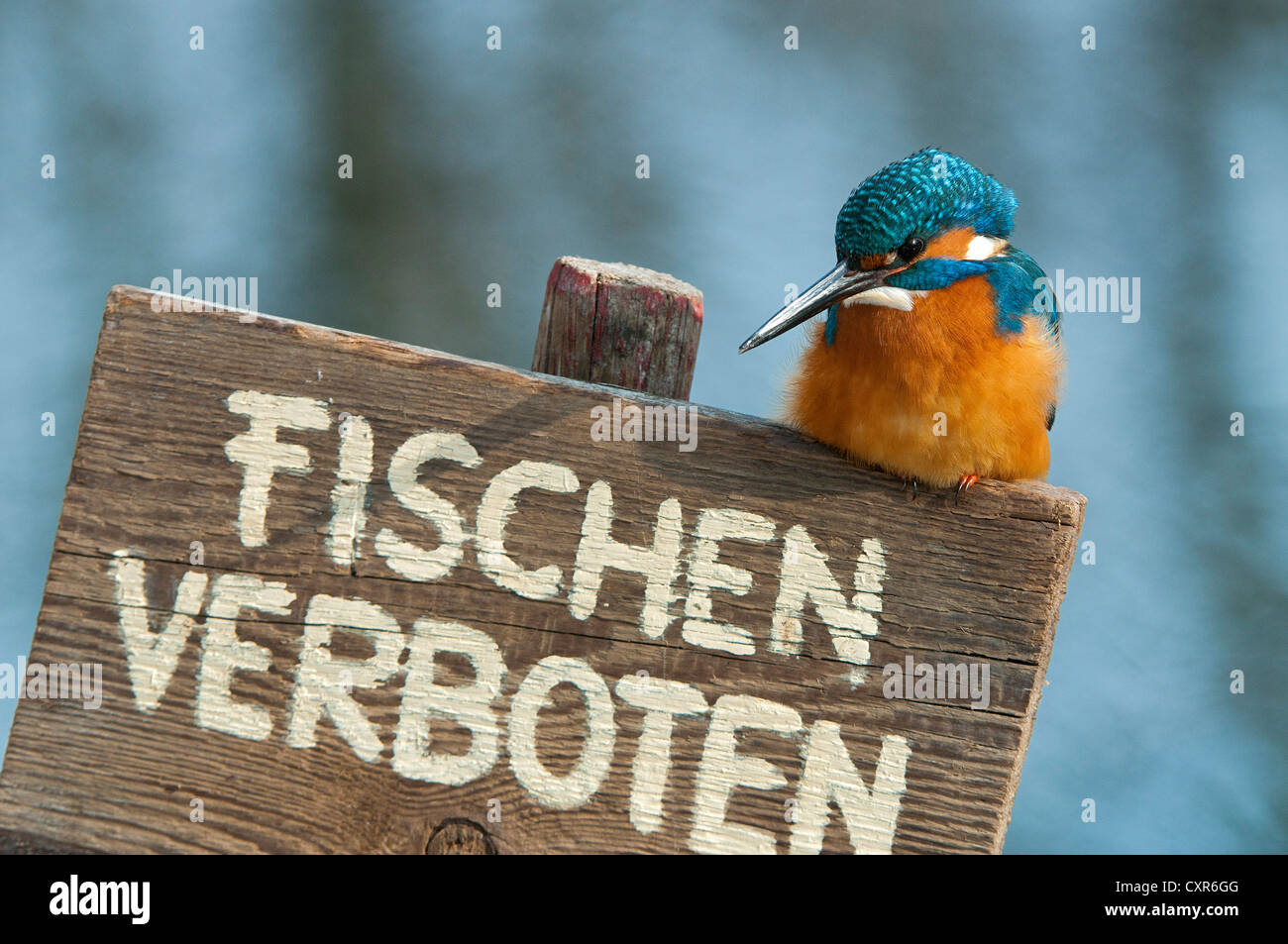 Kingfisher (Alcedo atthis), perché sur un 'non', signe de pêche zone de conservation du paysage Tratzberg, Tyrol, Autriche, Europe Banque D'Images