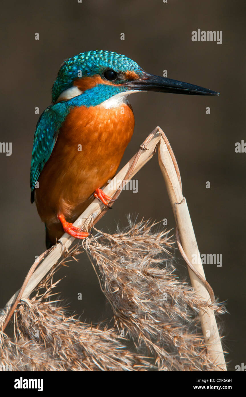 Kingfisher (Alcedo atthis), la zone de conservation du paysage Tratzberg, Tyrol, Autriche, Europe Banque D'Images
