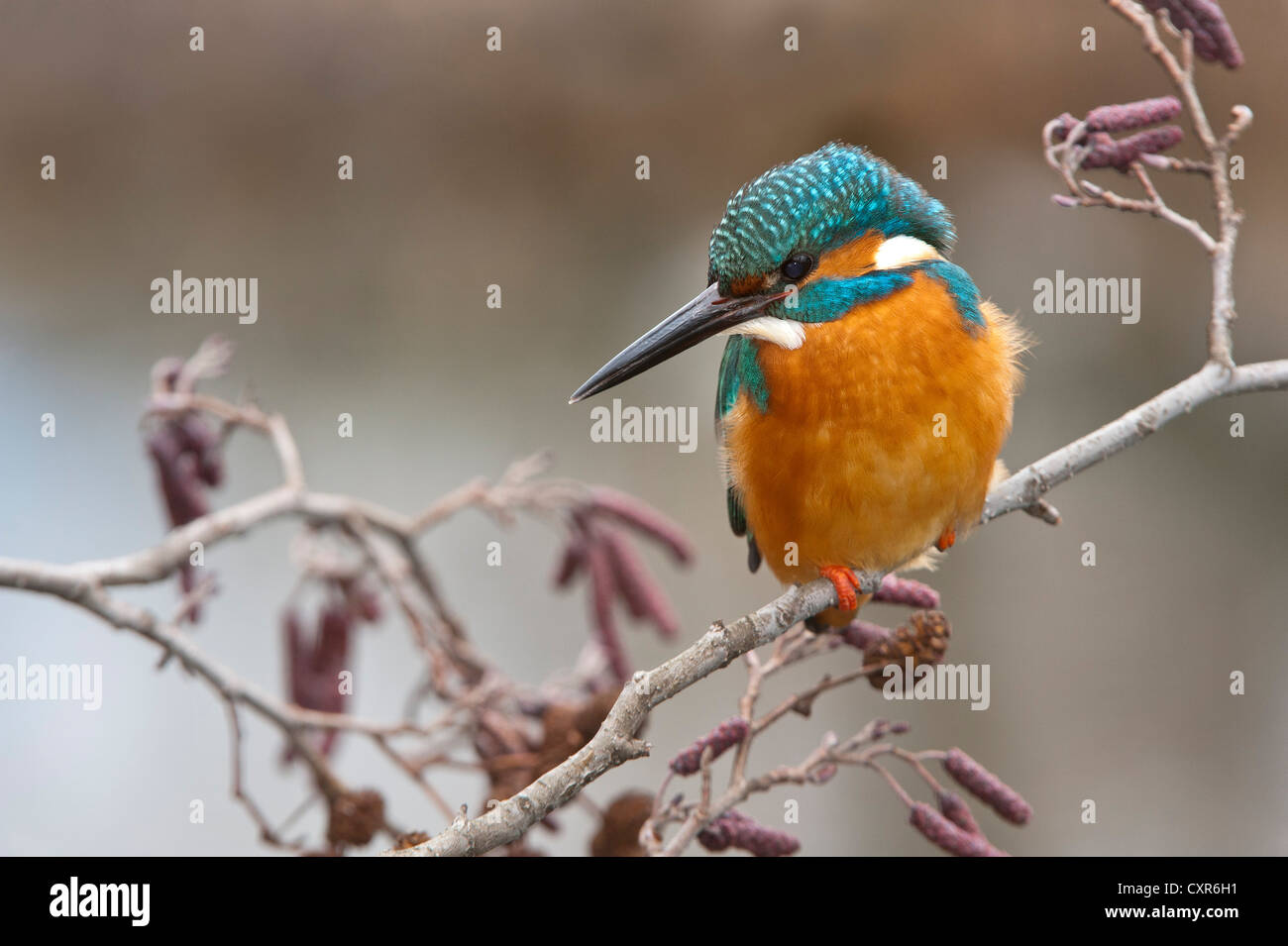 Kingfisher (Alcedo atthis), la zone de conservation du paysage Tratzberg, Tyrol, Autriche, Europe Banque D'Images