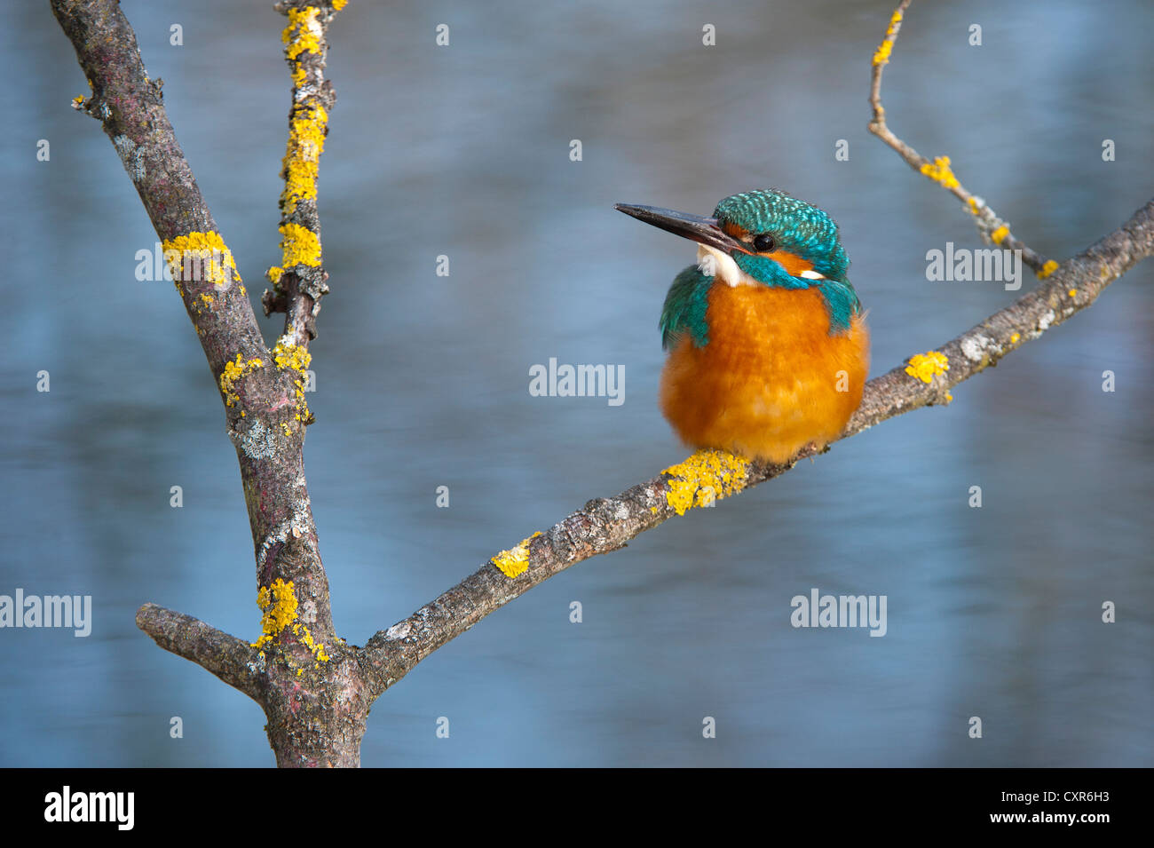Kingfisher (Alcedo atthis), la zone de conservation du paysage Tratzberg, Tyrol, Autriche, Europe Banque D'Images