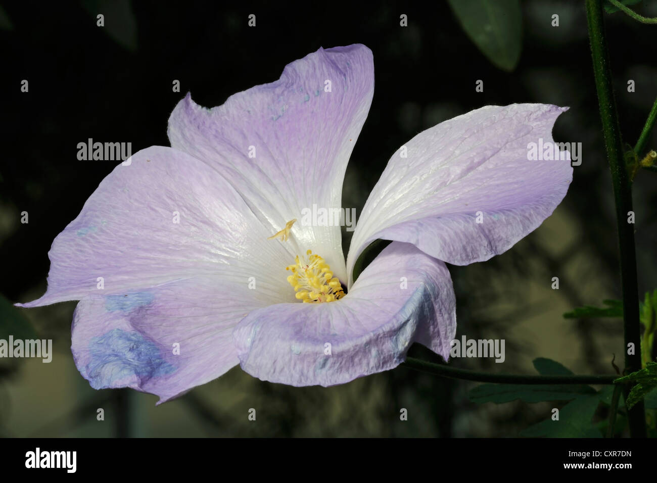 Lilac Hibiscus Alyogyne Huegelii Banque D Image Et Photos Alamy Lilac Hibiscus Alyogyne Huegelii Banque D Image Et Photos Alamy