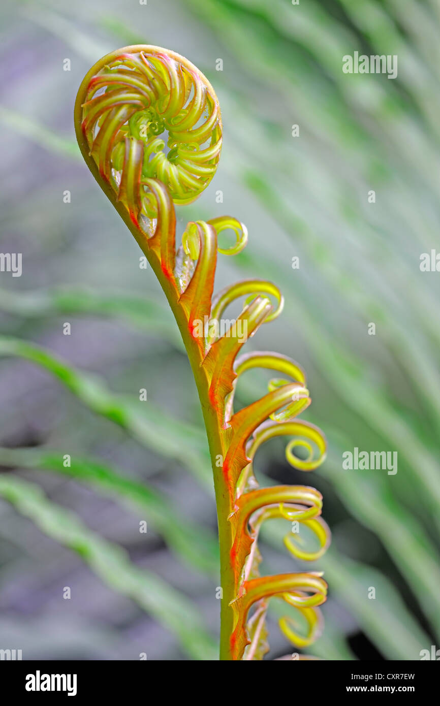 Nouvelles pousses d'une naine rouge fougère arborescente ou brésilien rouge fougère arborescente (Blechnum brasiliense), originaire de Brésil Banque D'Images